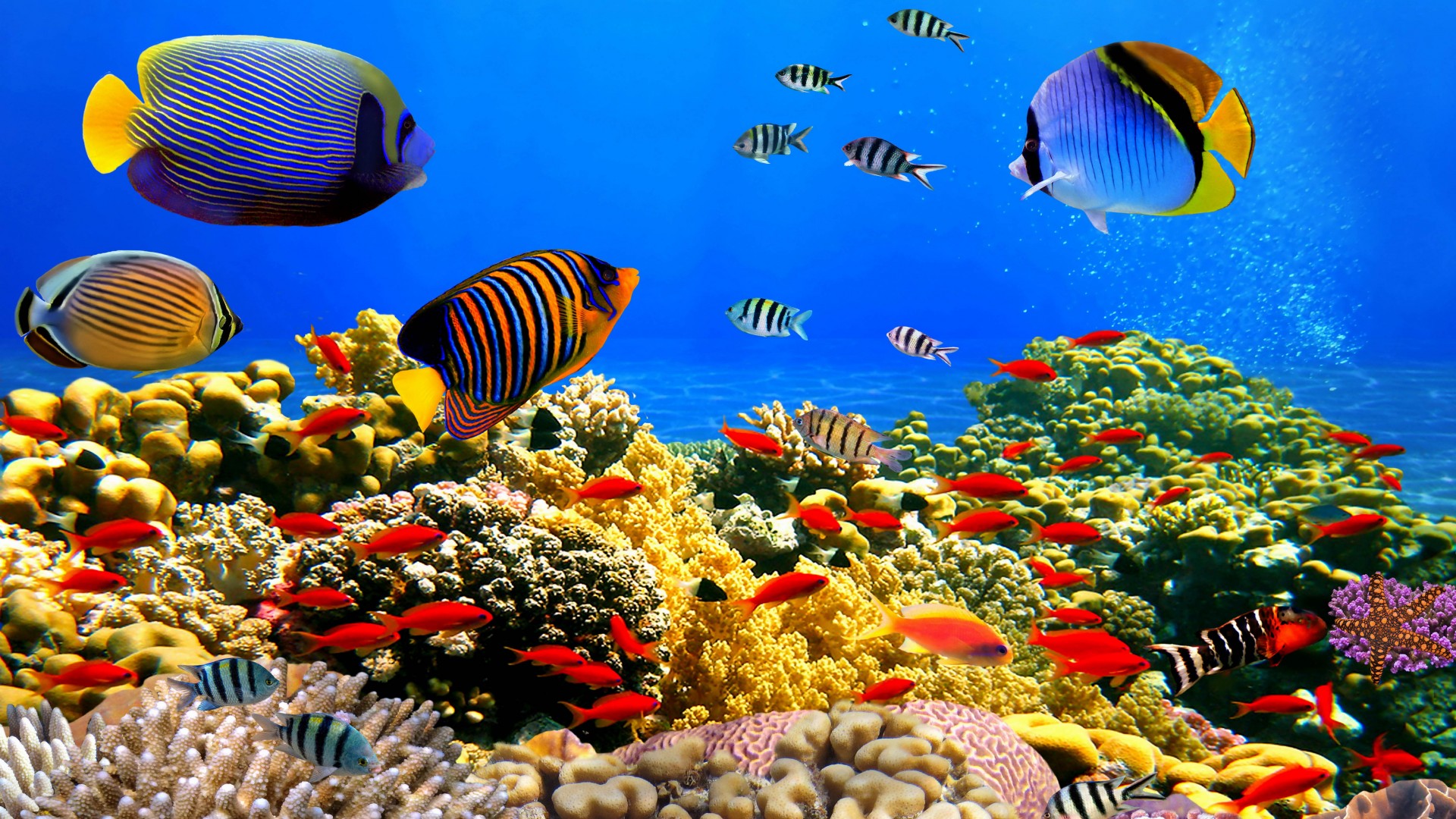 Underwater World Corals Tropical Colorful Fish HD Desktop