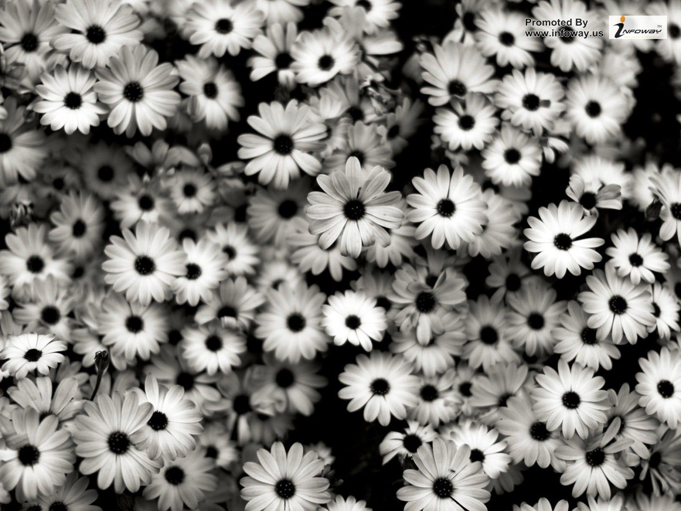 Black And White Flowers Wallpaper Group