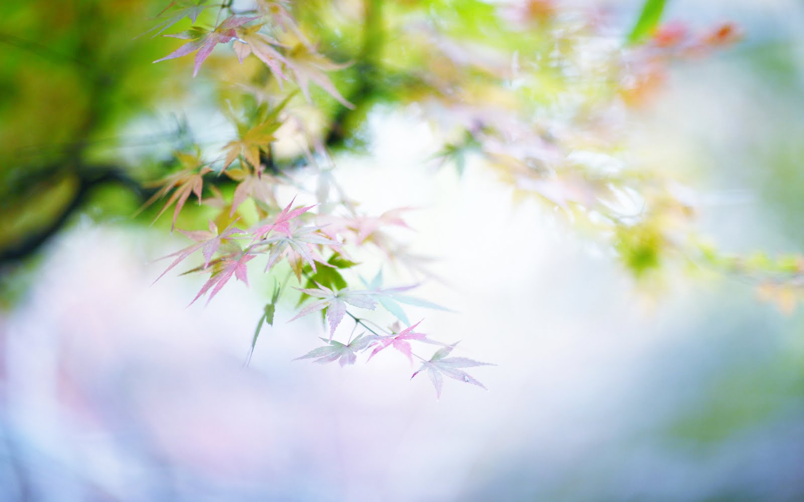 Amazing Flowers In Spring HD Wallpaper