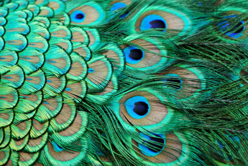 Red Peacock Feathers HD Wallpaper Pictures Image Background