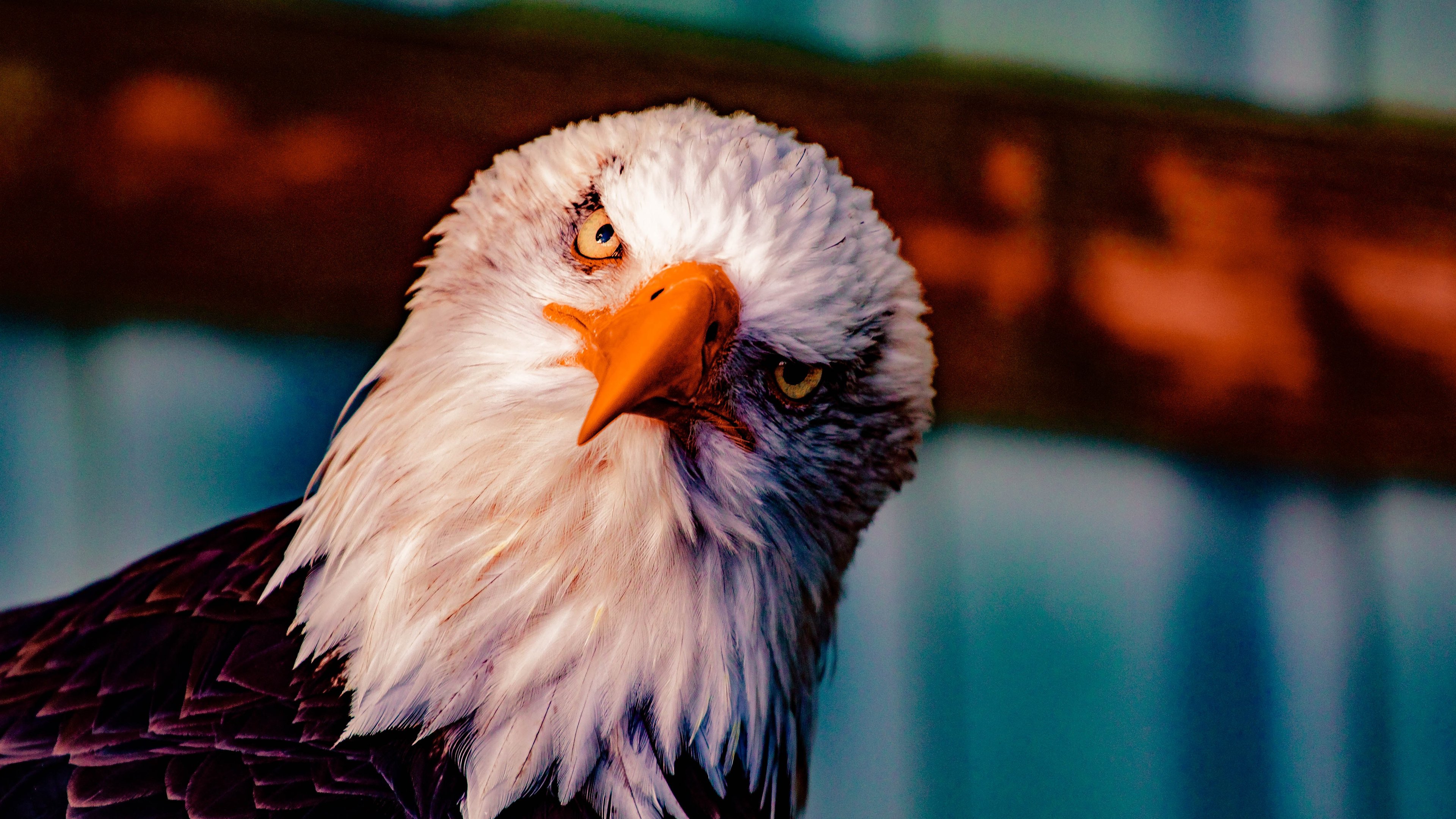 Bald Eagle 5k 4k HD Wallpaper Image Photos