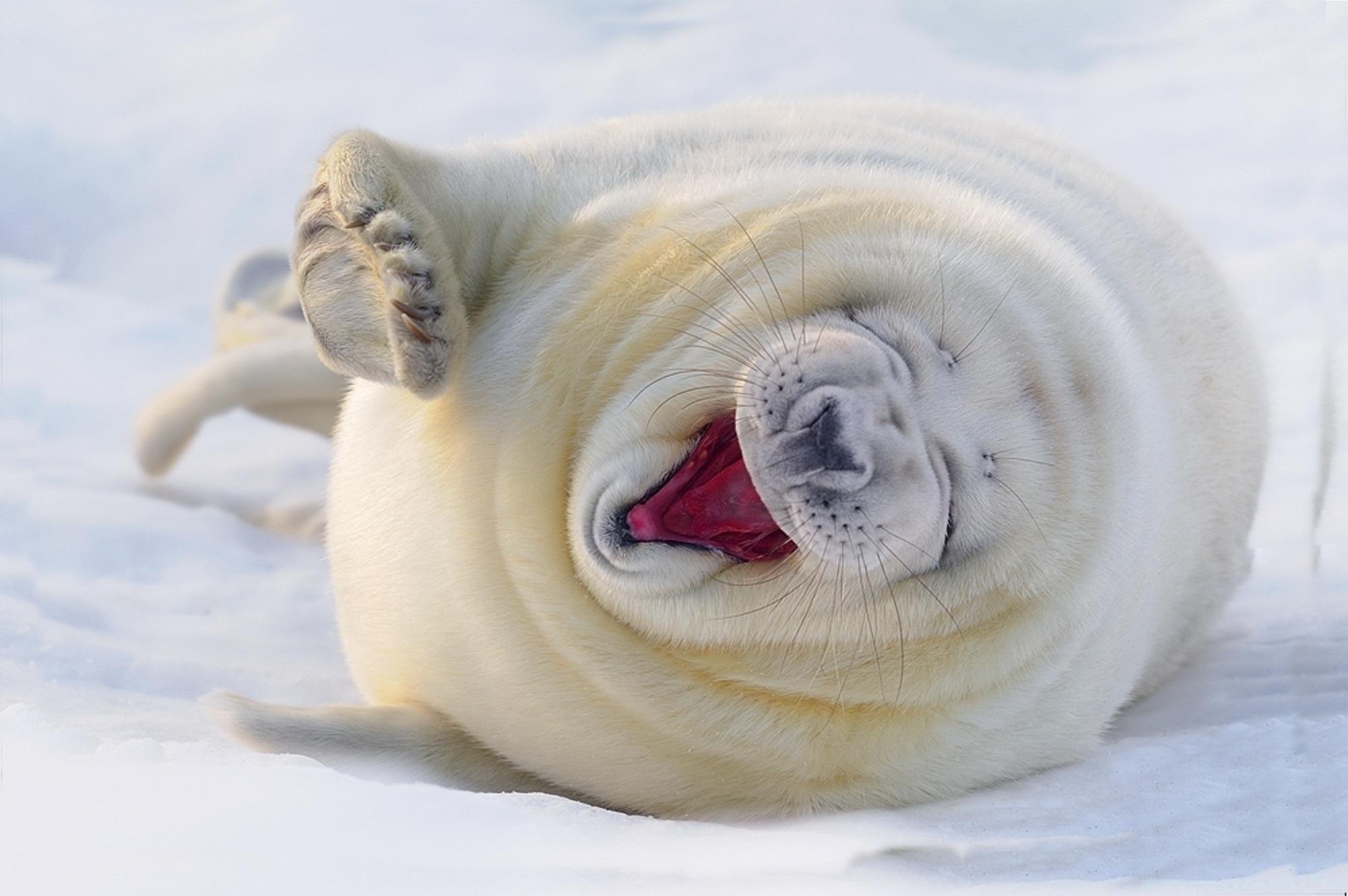 Cute Laughing White Seal HD Wallpaper