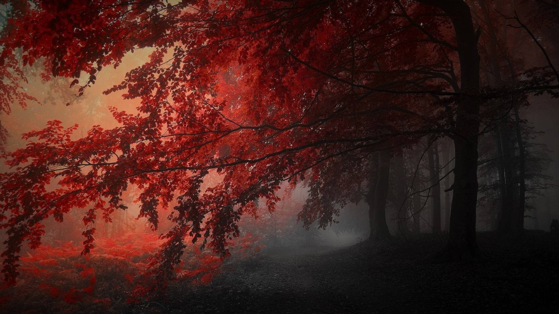 Red And Black Aesthetic Wallpaper