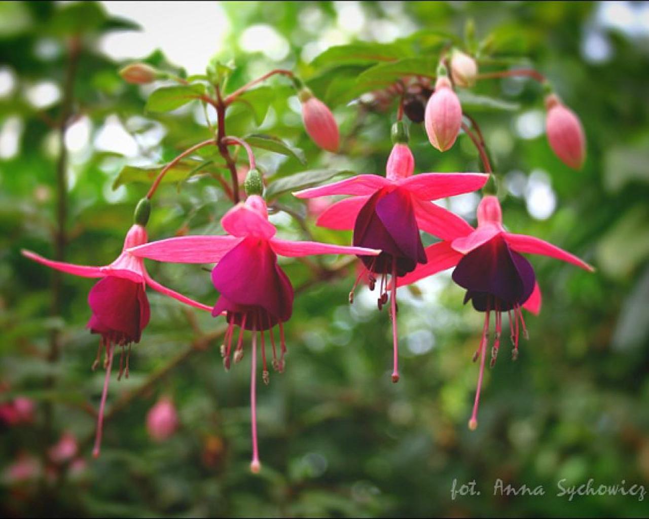 Fuchsia Wallpaper Release Date Specs Re Redesign And Price