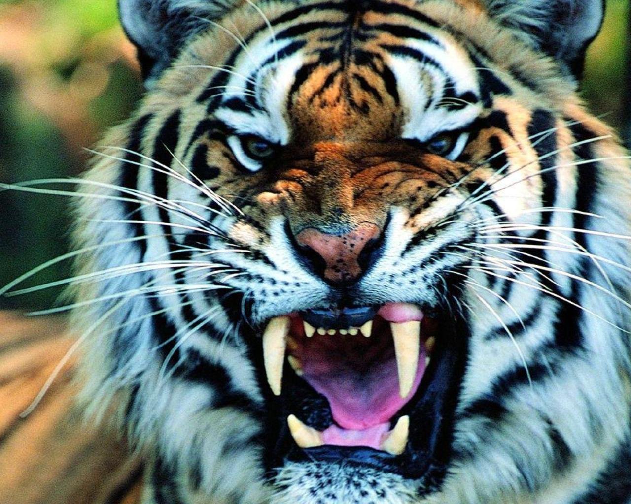 1215 Tiger HD Wallpapers Backgrounds