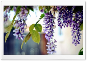 Black Locust T1 Wallpaper