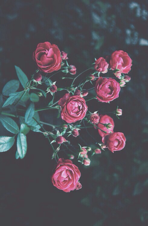 Background Beautiful Hipster Ily Love Retro Rose Wallpaper