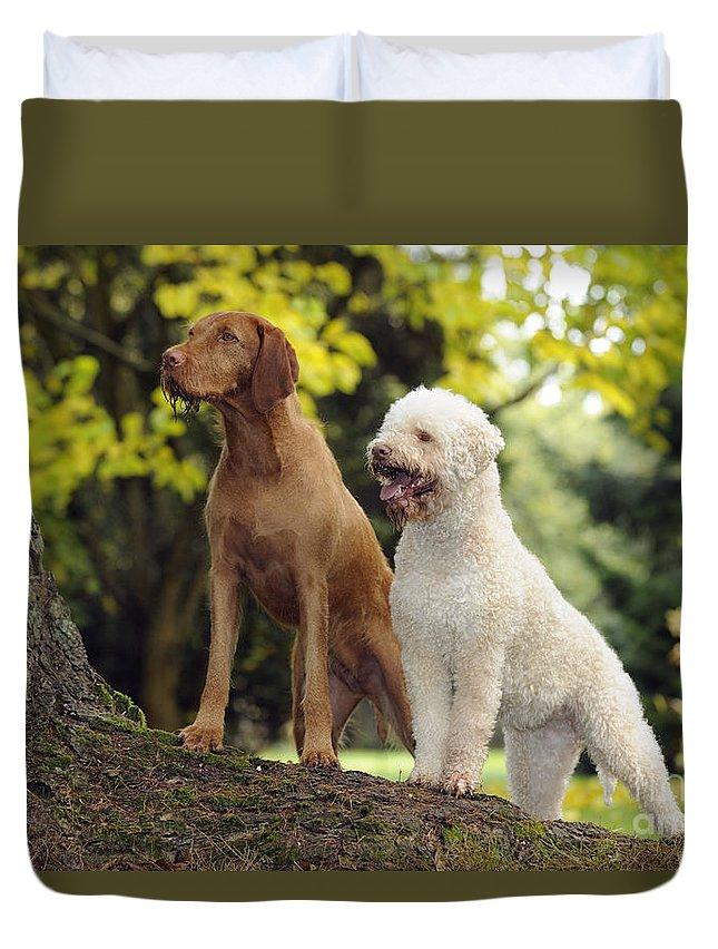 Wire Haired Vizsla And Lagotto Romagnolo Duvet Cover By John
