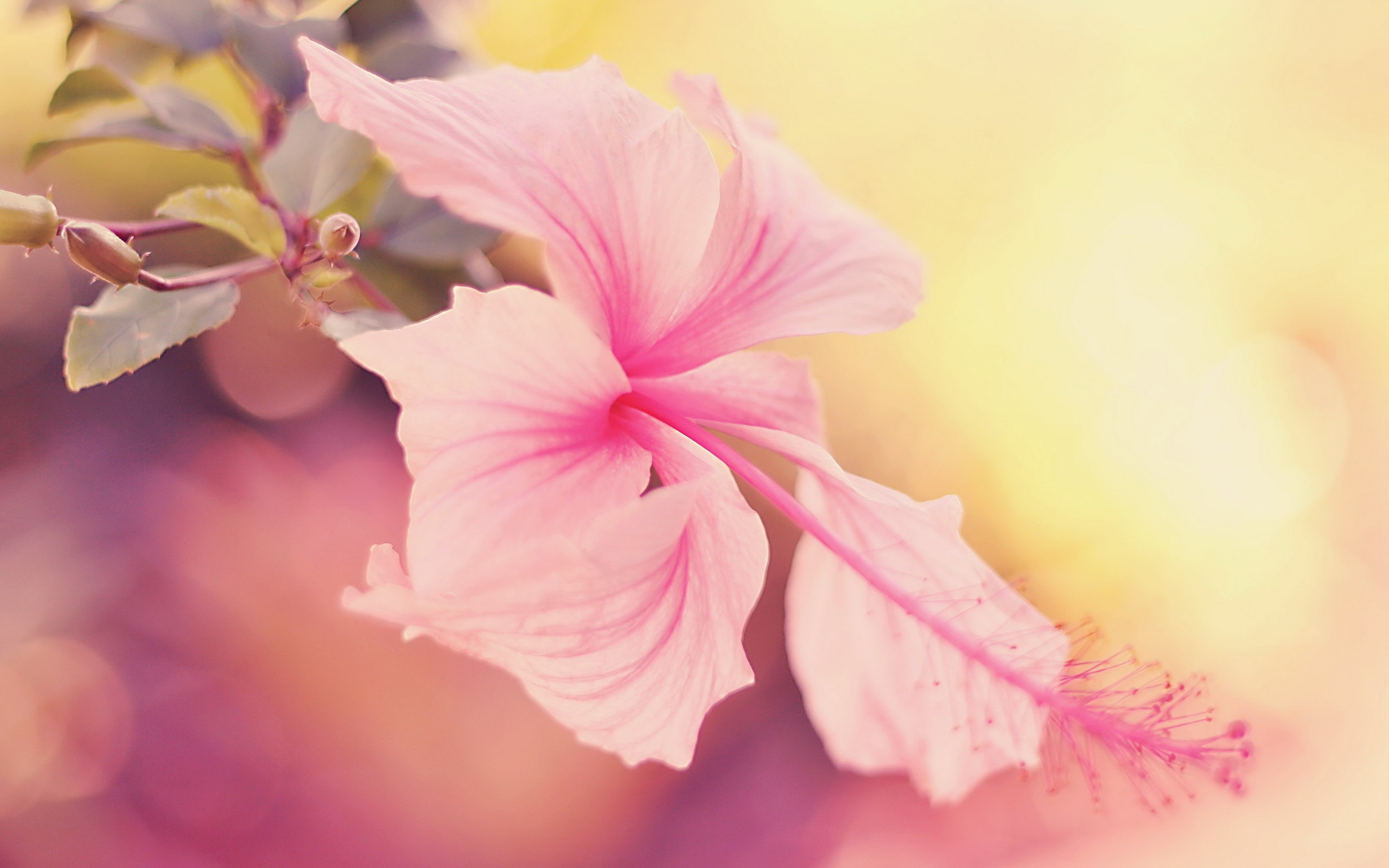 Pink Hibiscus Flower Wallpaper