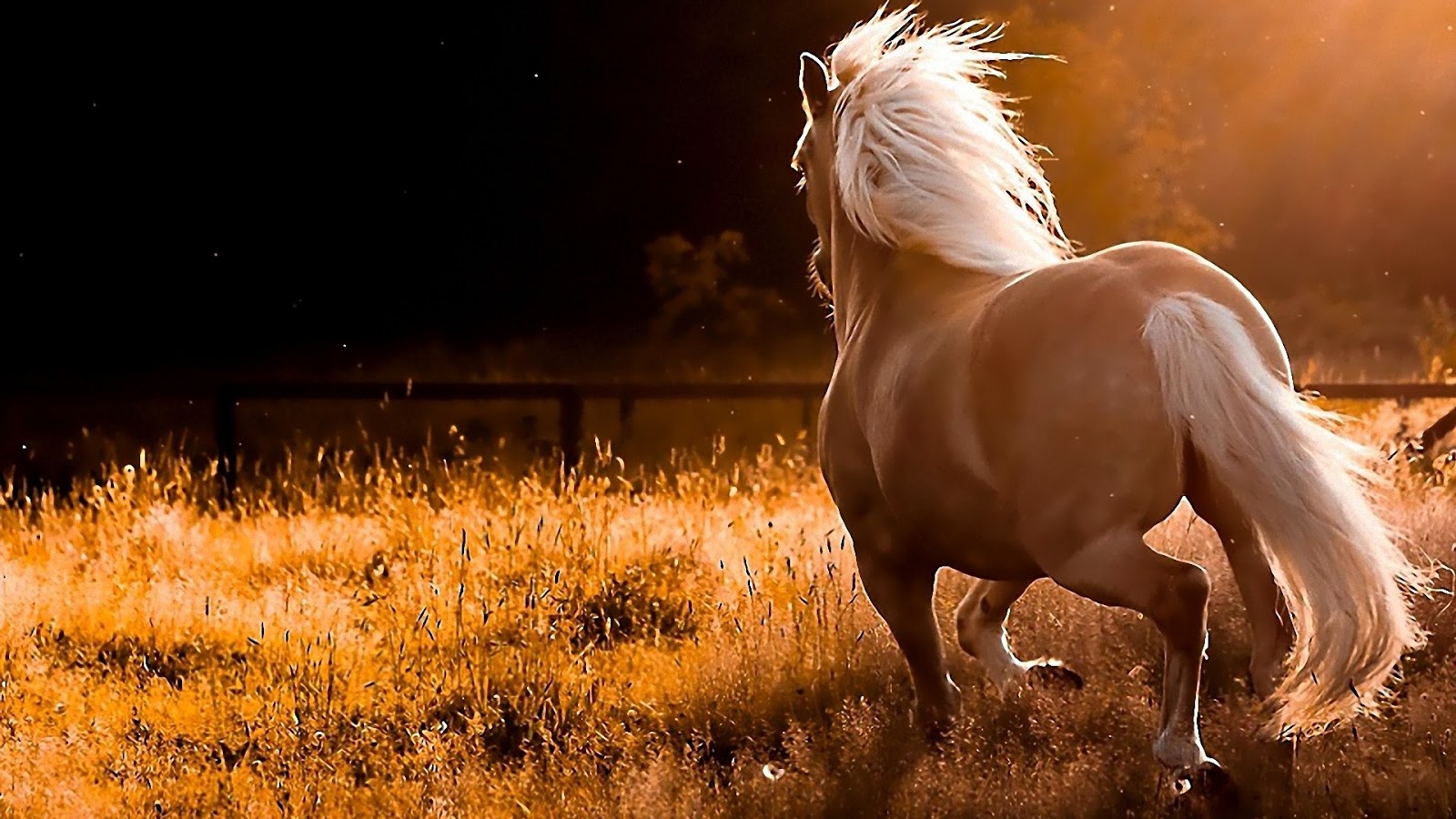 Horses In Autumn Desktop Wallpaper