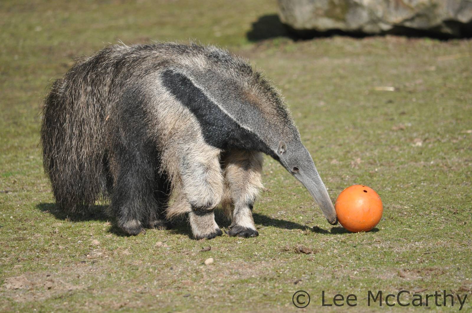 This A Picture Of Giant Anteater It Is Very Hairy They
