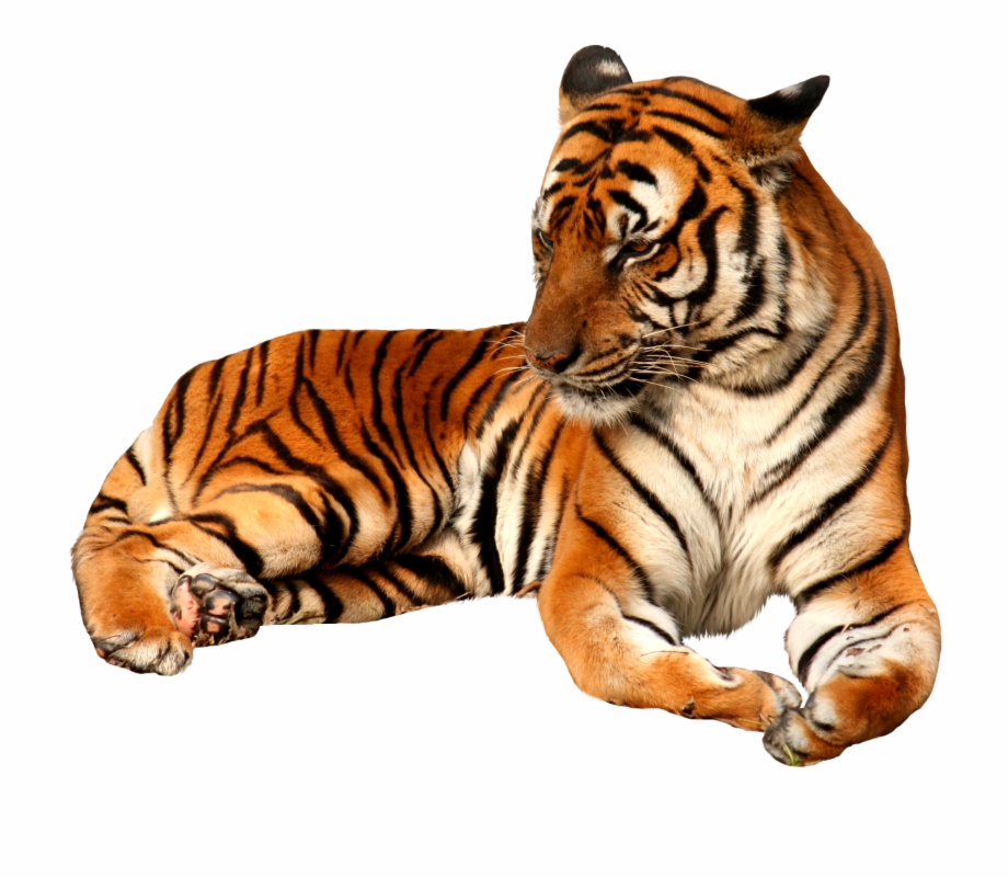 Tiger Png Transparent Background Image Pngio