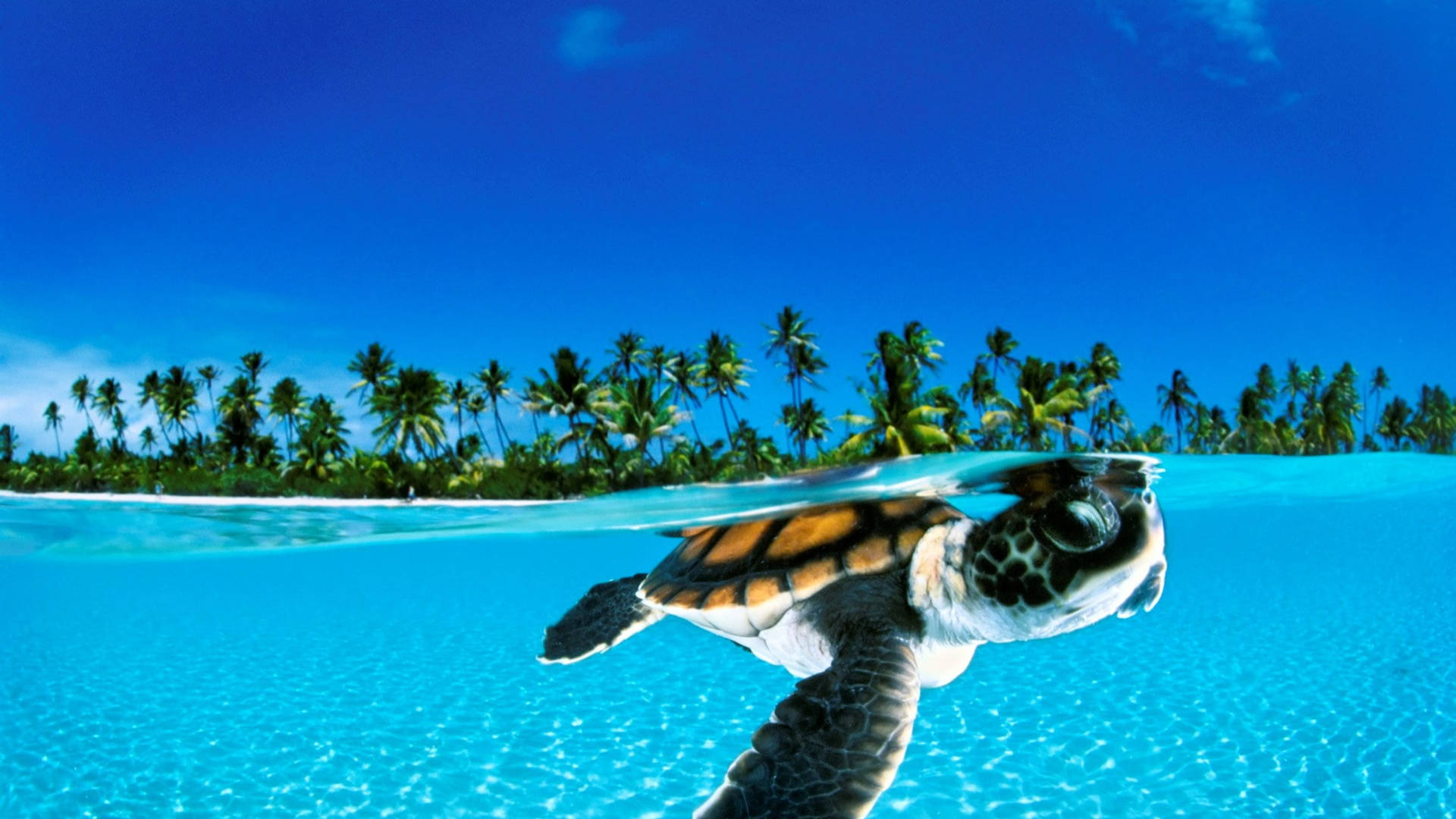 Cute Baby Turtles Wallpaper