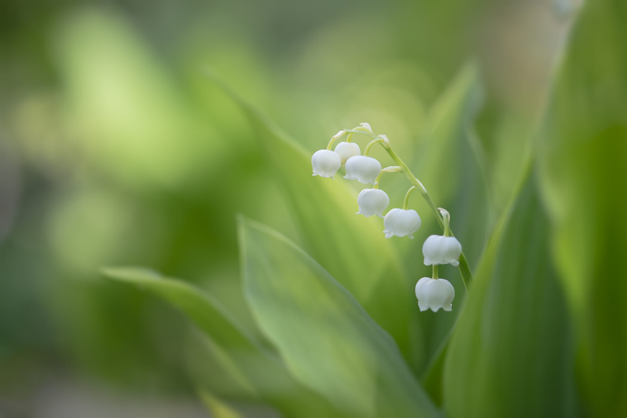 Desktop Wallpaper Lily Of The Valley At Mark Strasser