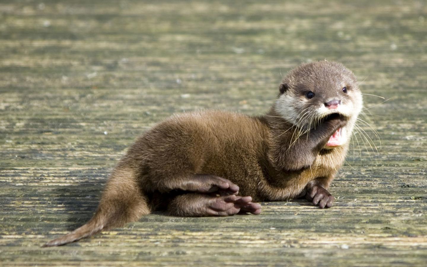Cute Otters HD Wallpaper Background Image