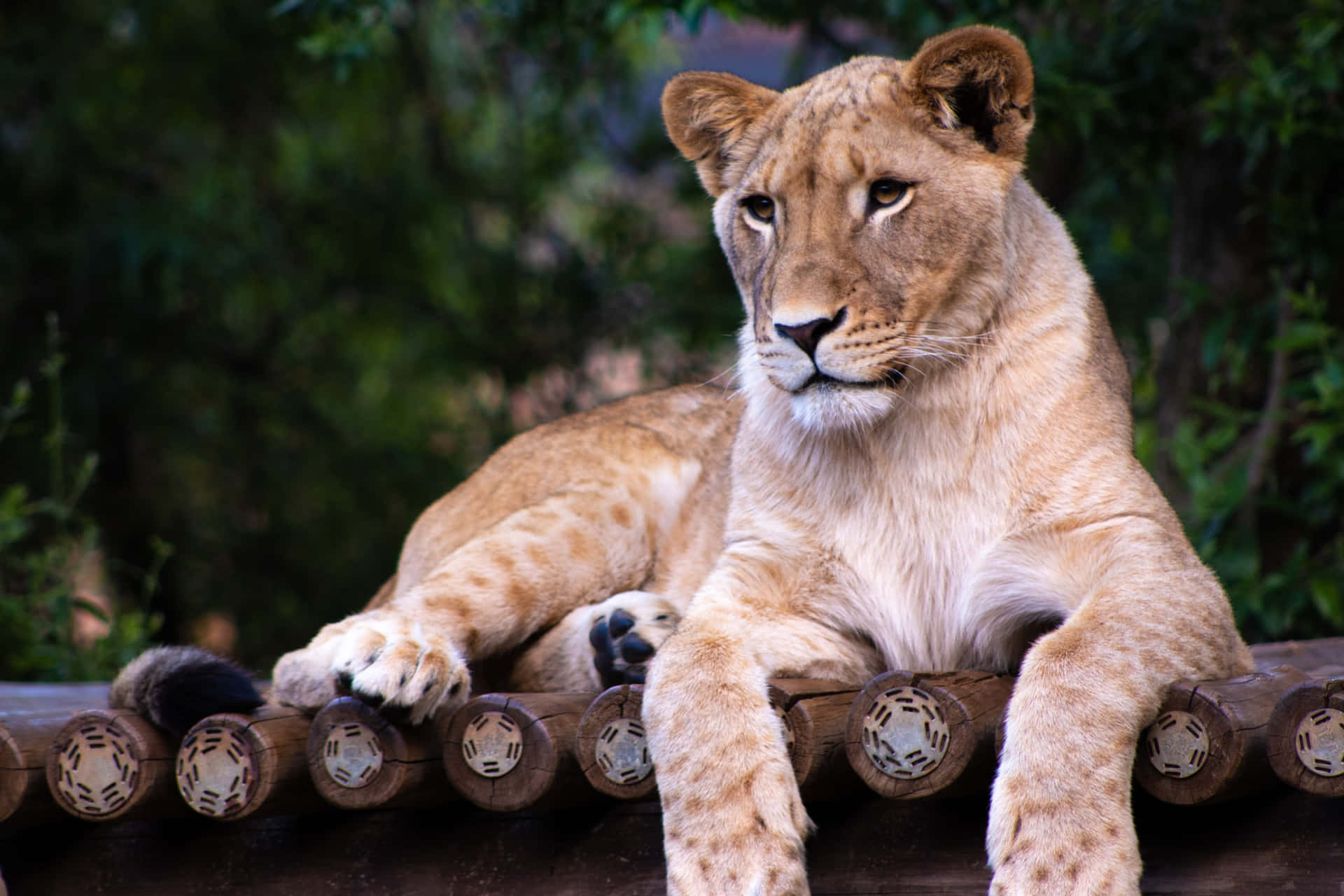 Lioness Lying On A Bridge U4Ddgmldigv1Wtc1 Wallpaper
