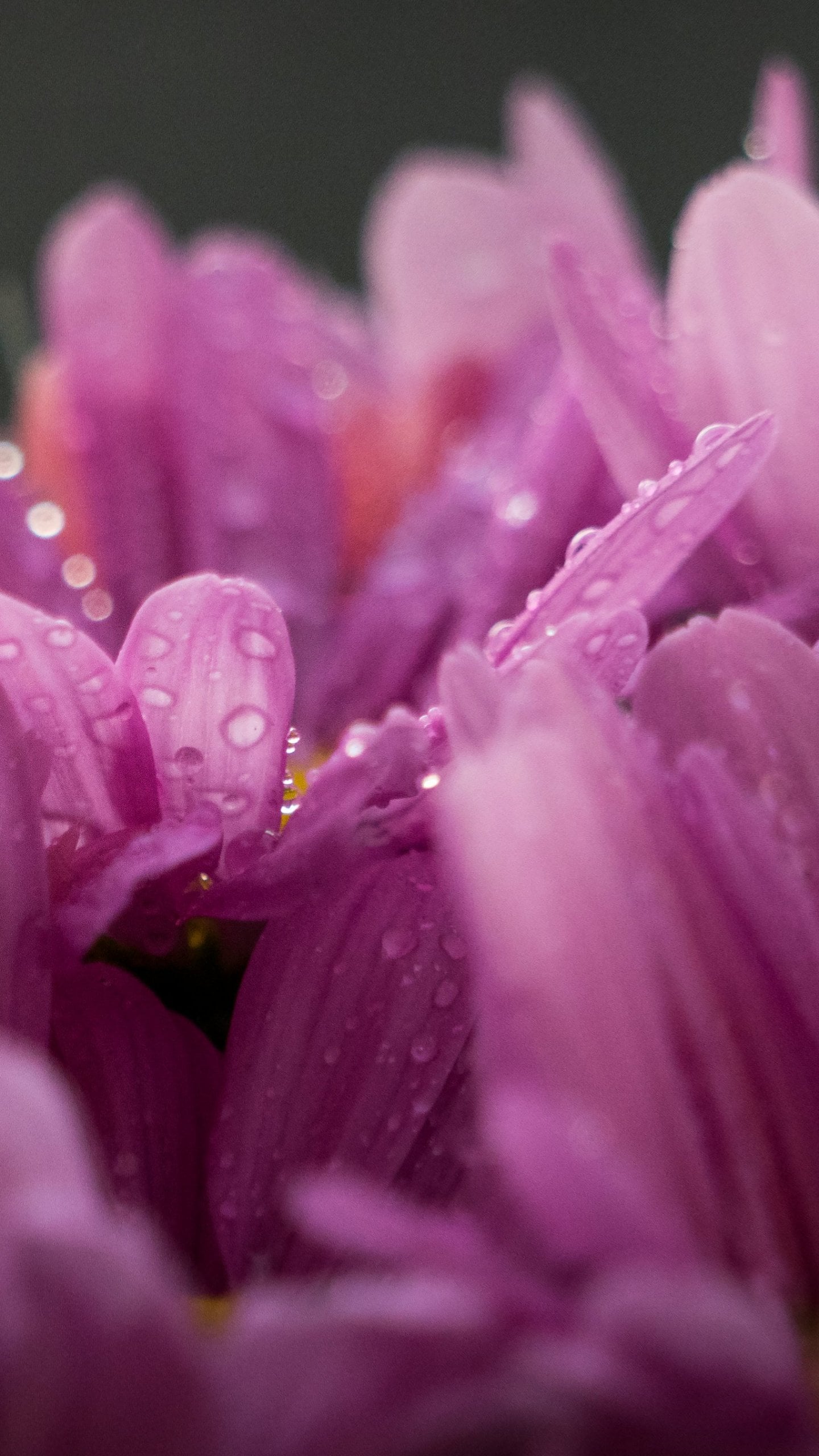 Flower Background For Android Wallpaper