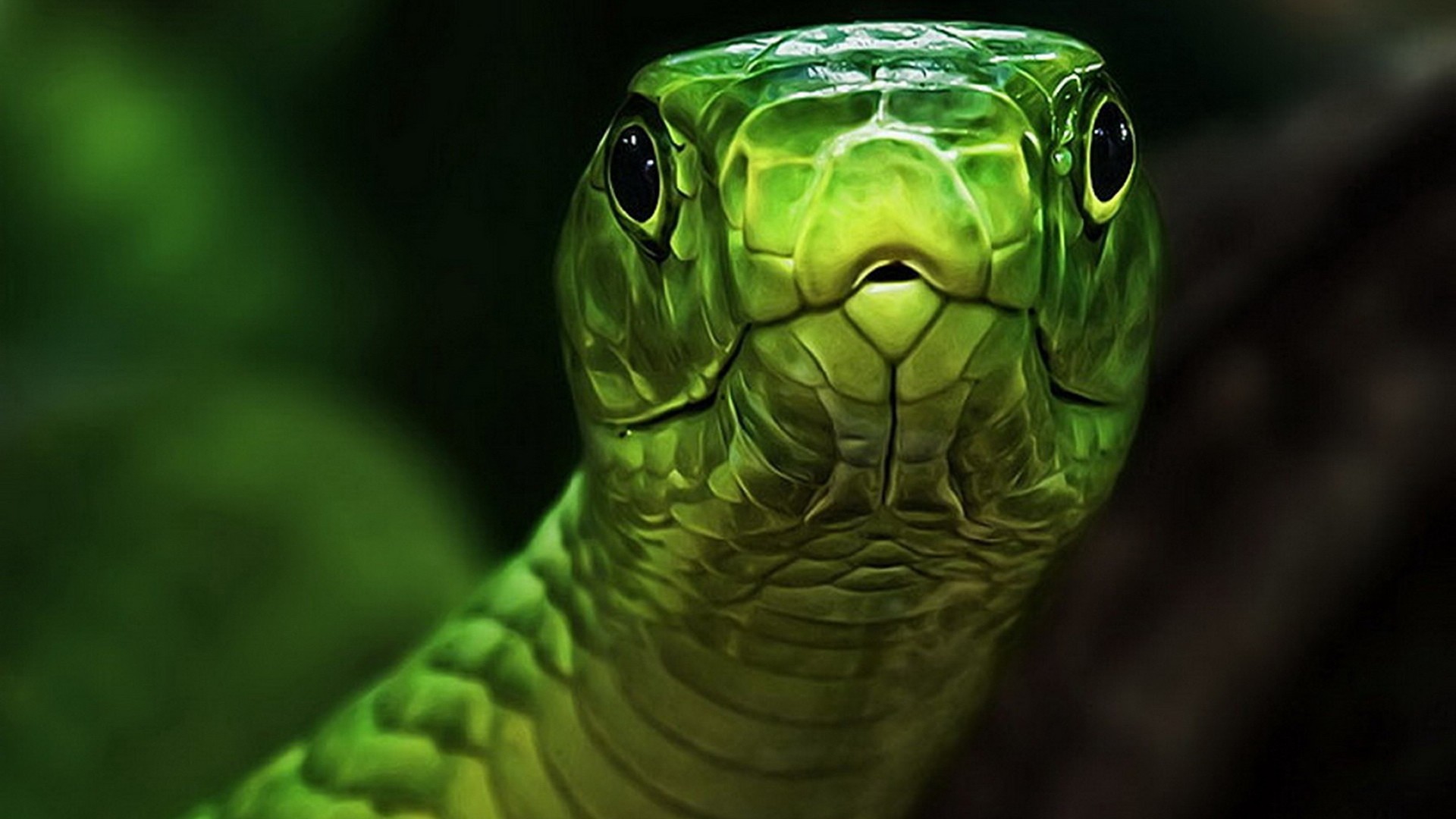 Green Snake HD Wallpaper