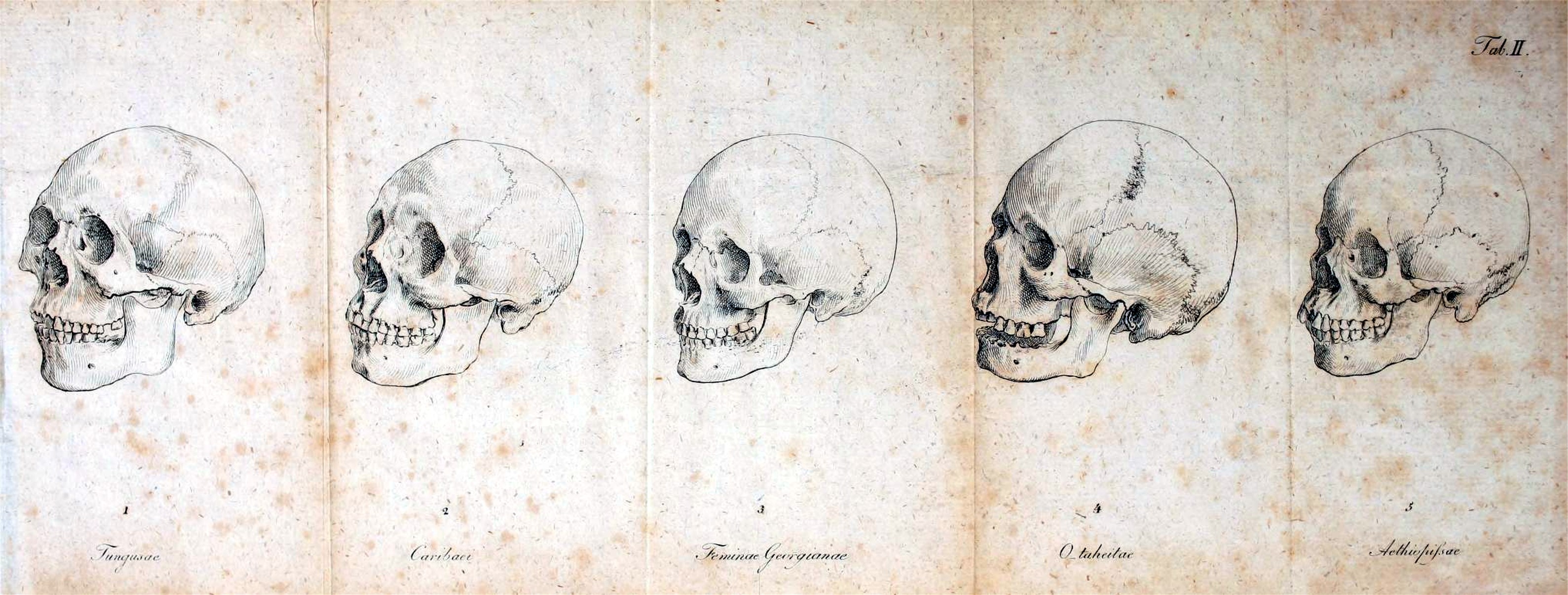 Human Anatomy Wallpaper Desktop Medical anatomy skull 2