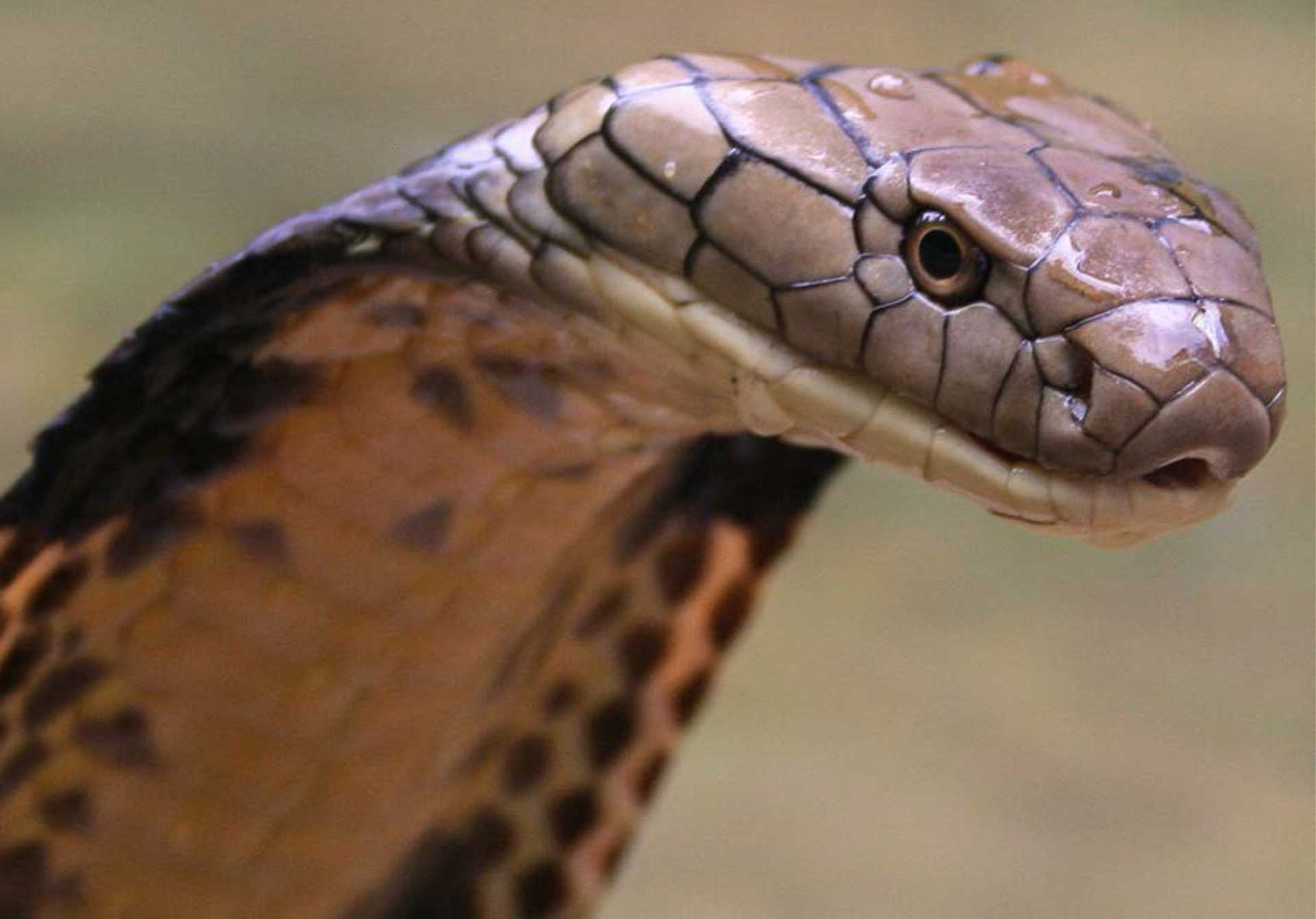 King Cobra Of Snake Wallpaper HD High Resolution