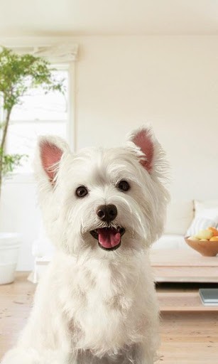 Bigger 3d Cute Dog HD Live Wallpaper For Android Screenshot