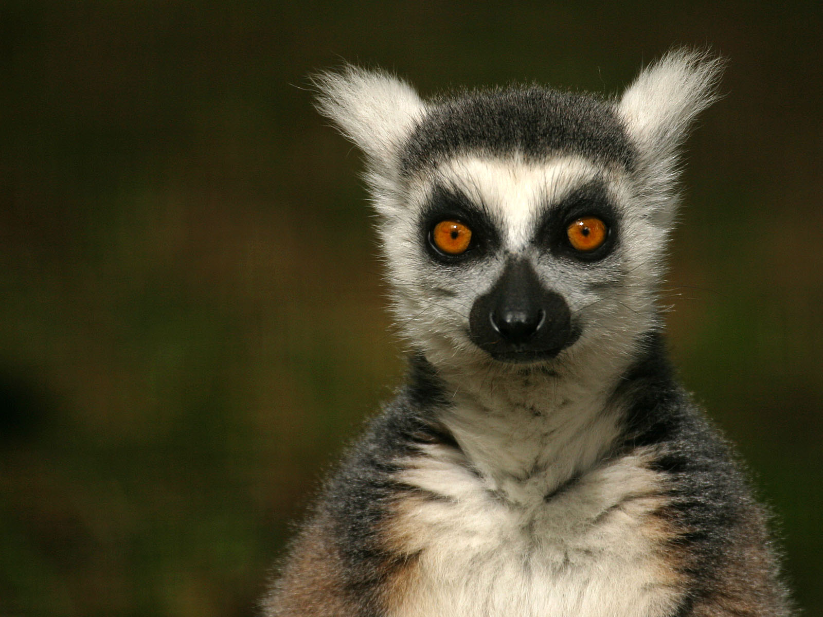 Ein Lemur Schweden Zoo Auf Land