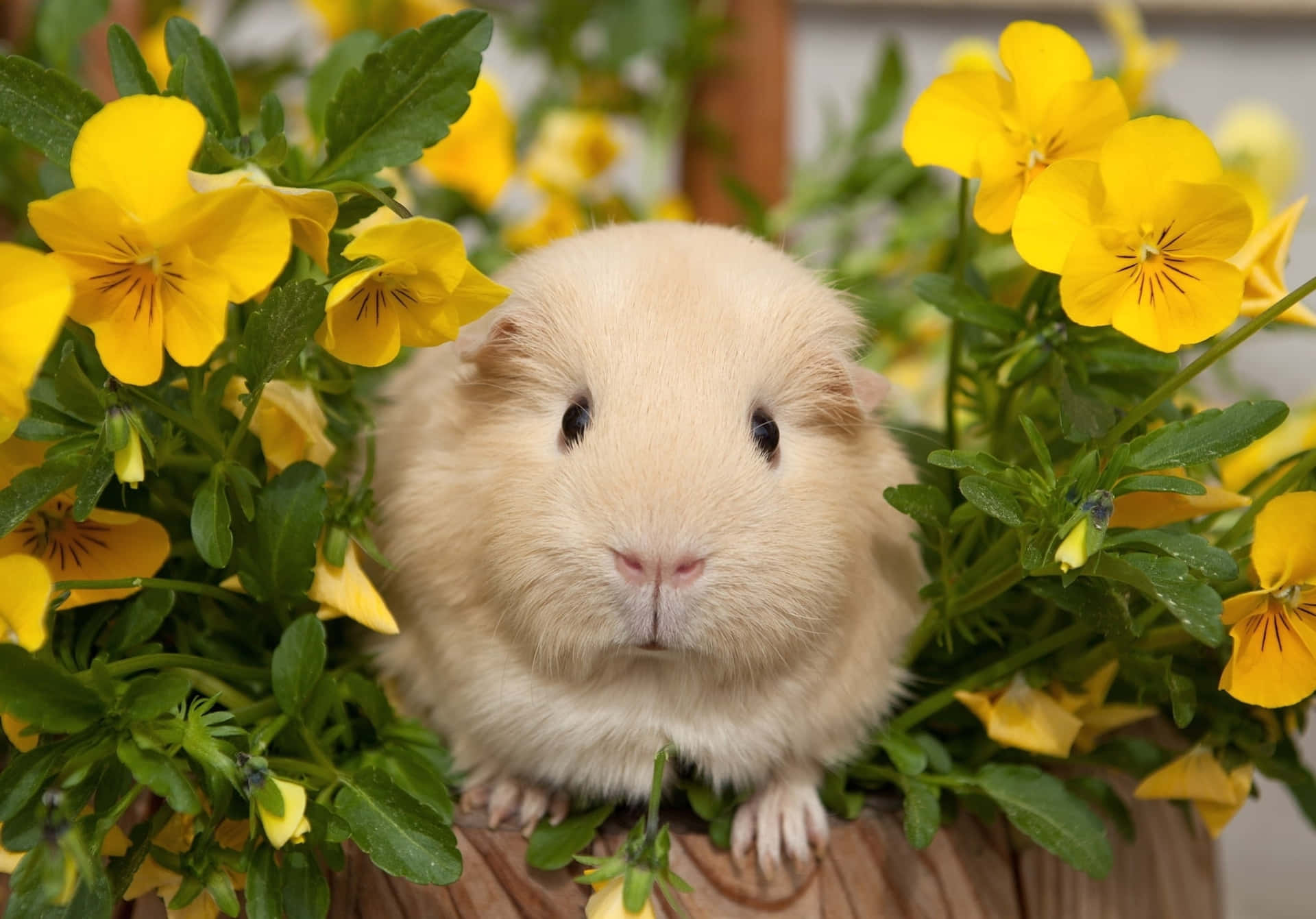 Hamster N6lmrc7kfyuojmza Wallpaper