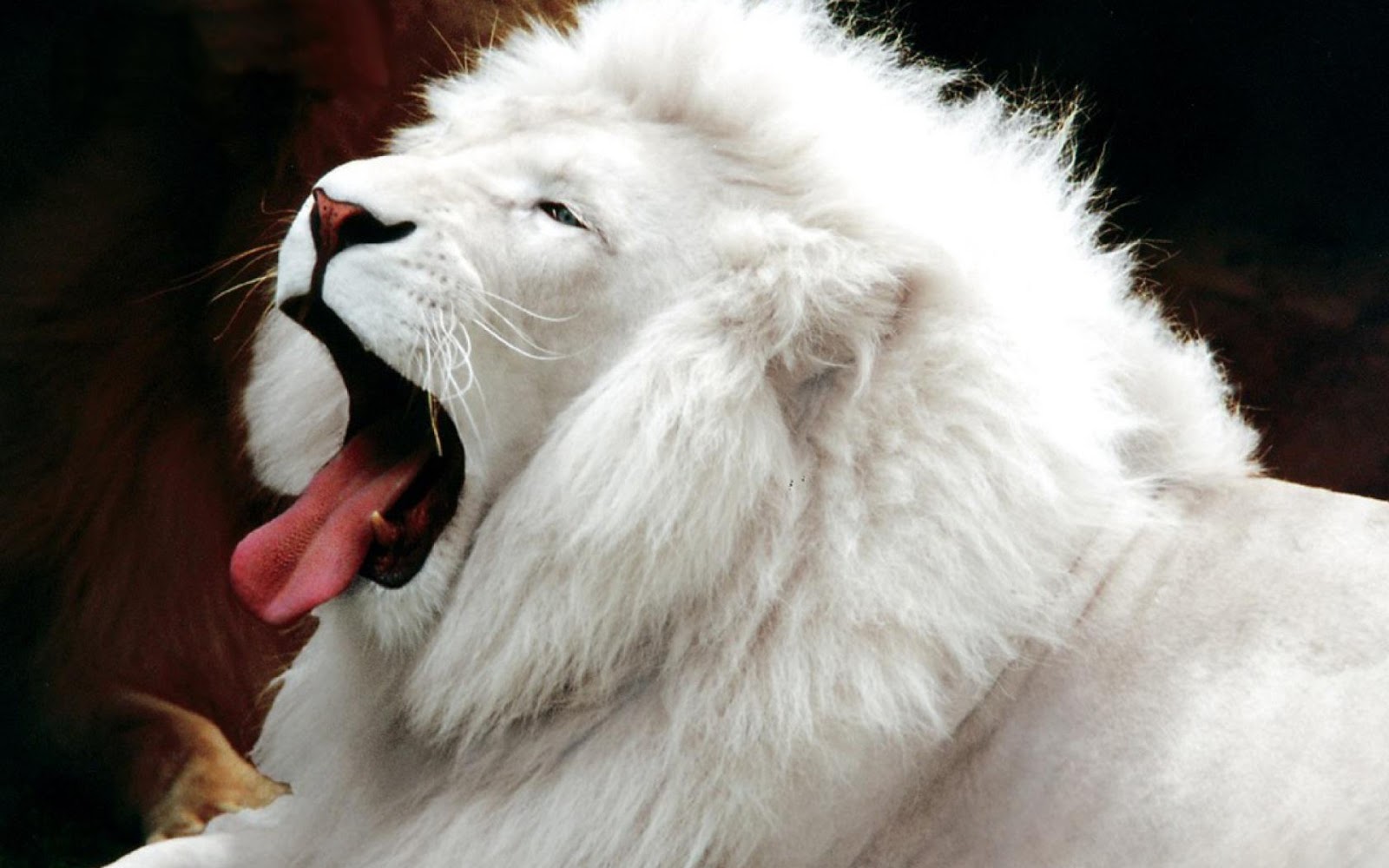 indian lion and african lion and white loin best size hd wallpapers