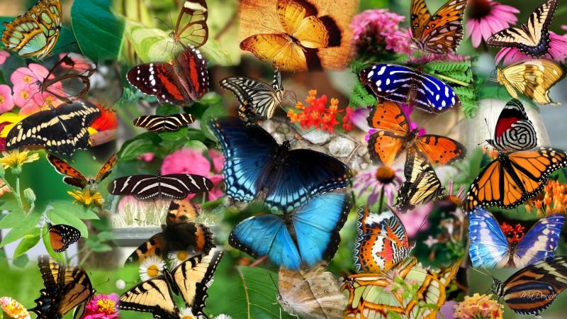Colorful butterfly pattern HD Wallpapers