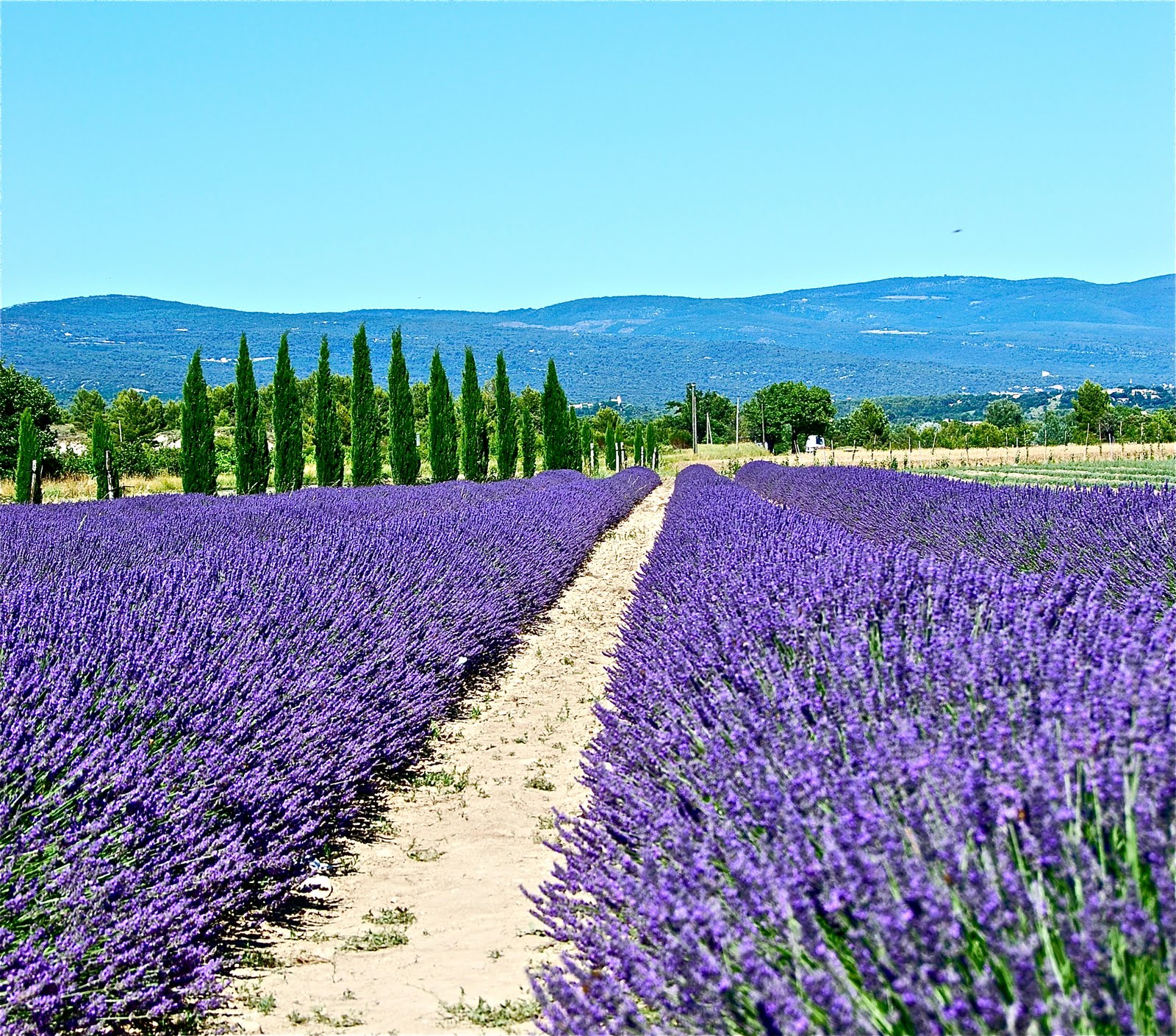 Pin Wallpaper Provence France Field Lavender Desktop On