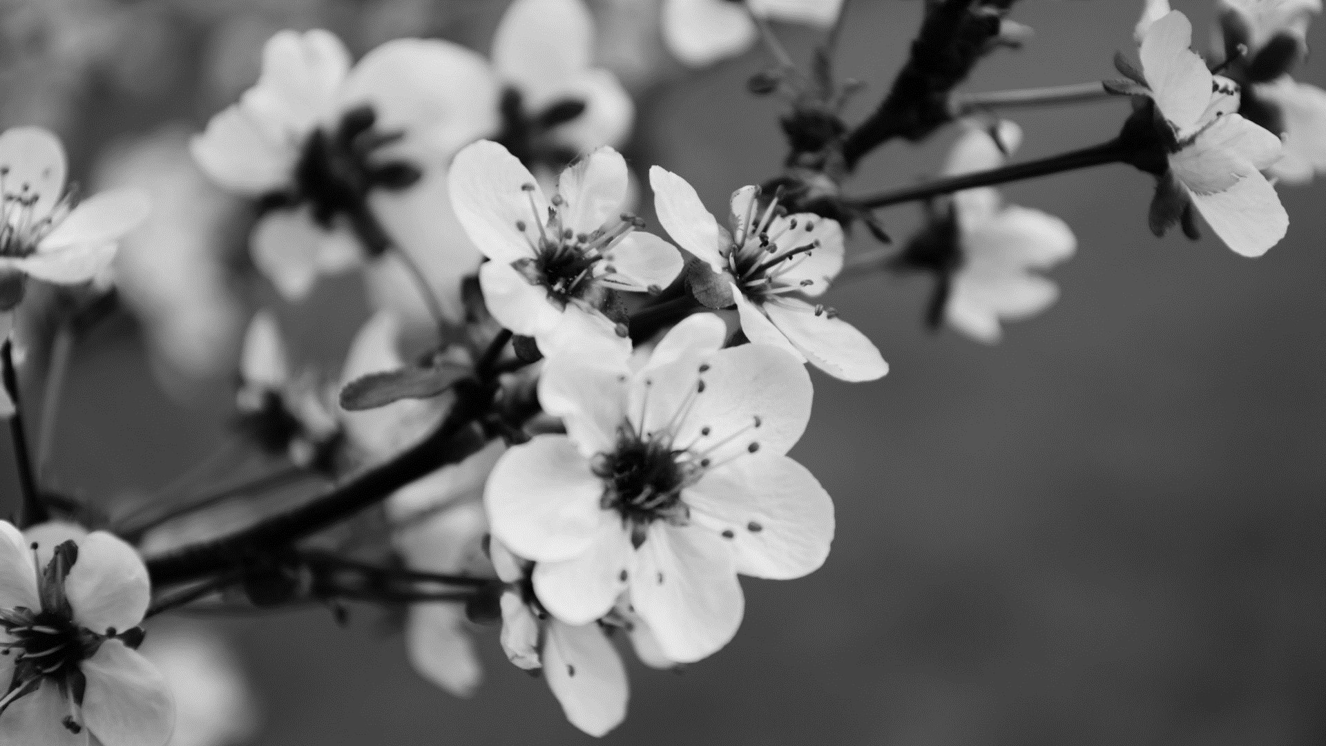 Black And White Floral Wallpaper