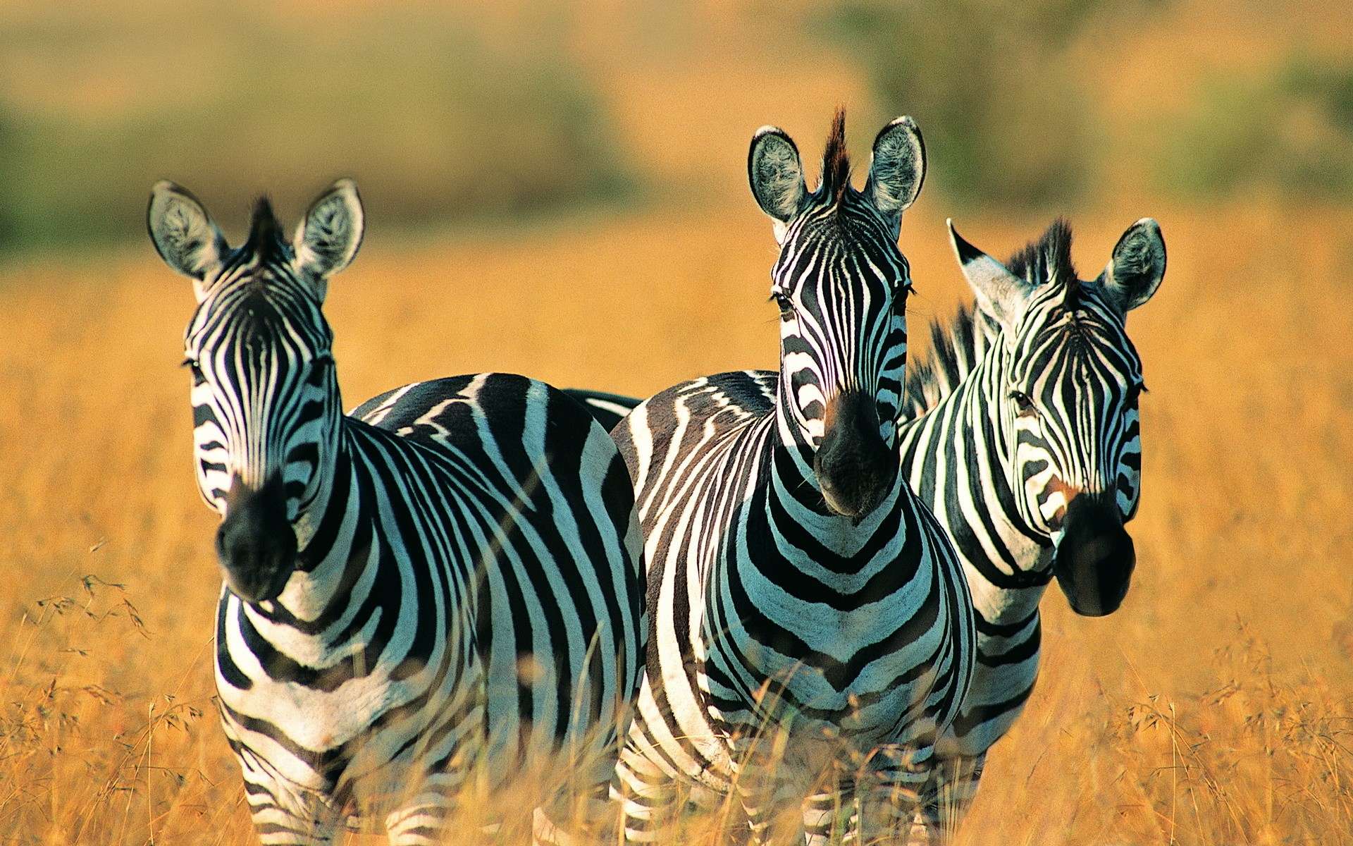 Zebra Animal Wallpaper HD For Desktop