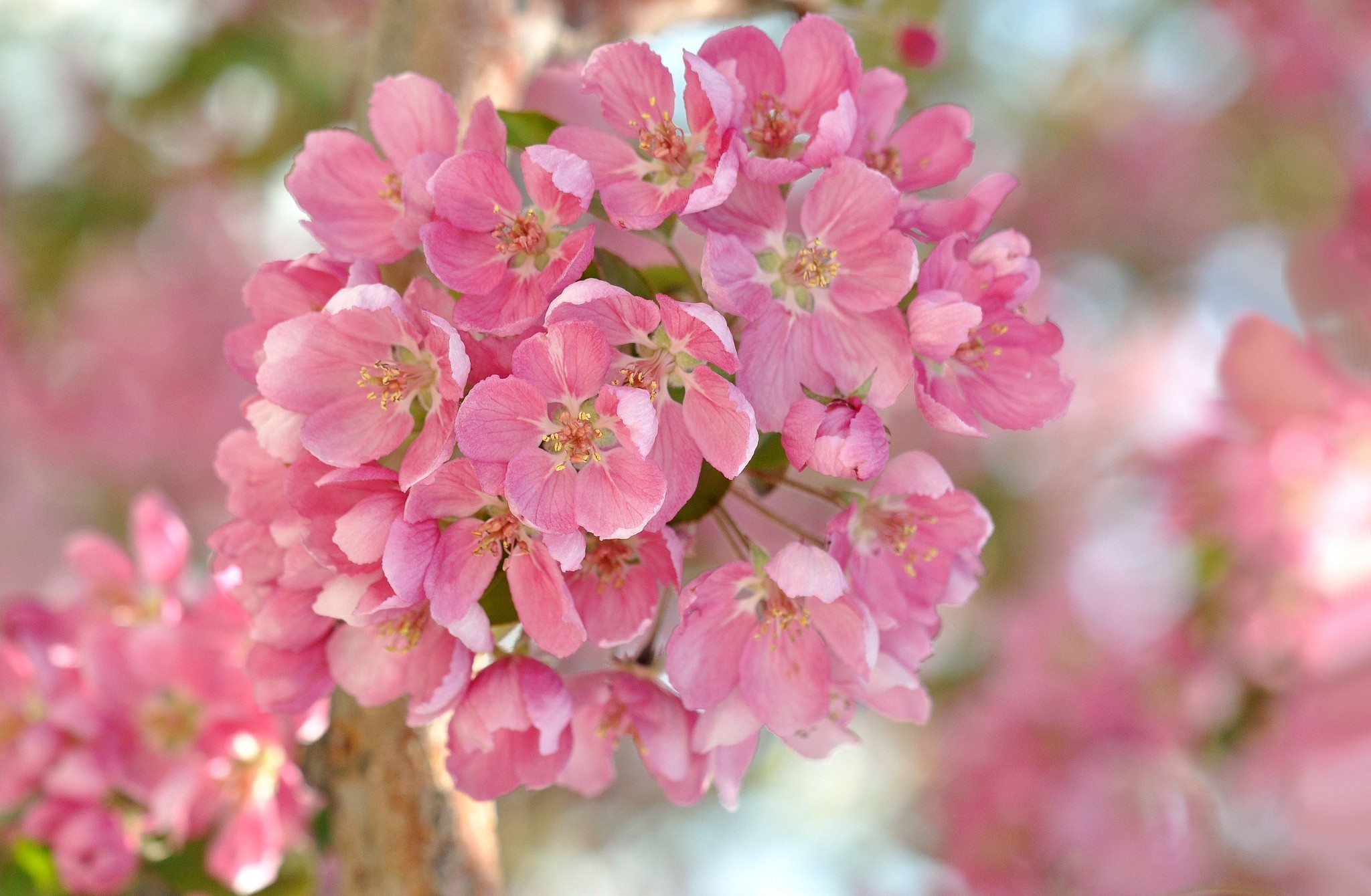 Aarde Natuur Apple Blossom Wallpaper