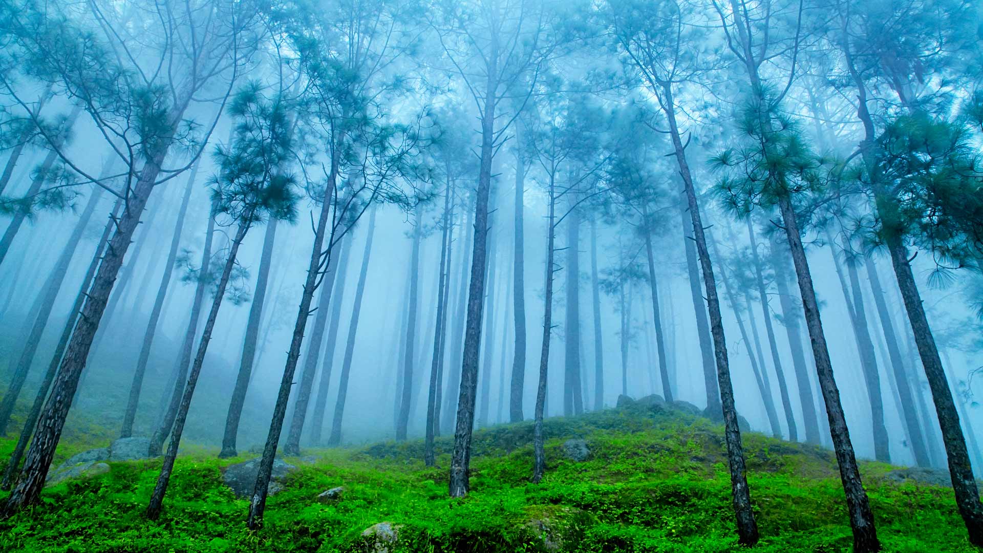 Uttarakhand Pines Bing Wallpaper