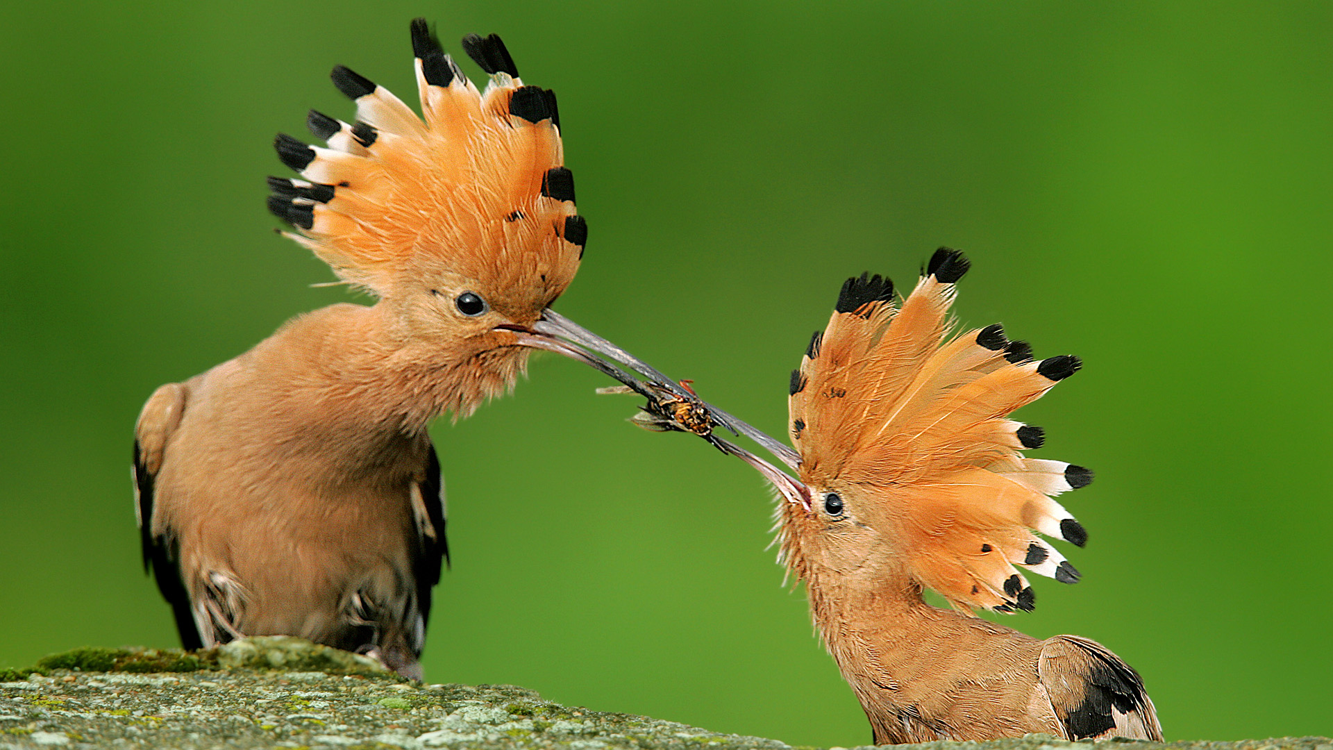 Two Hoopoes exchanging food, set against a vibrant green backdrop