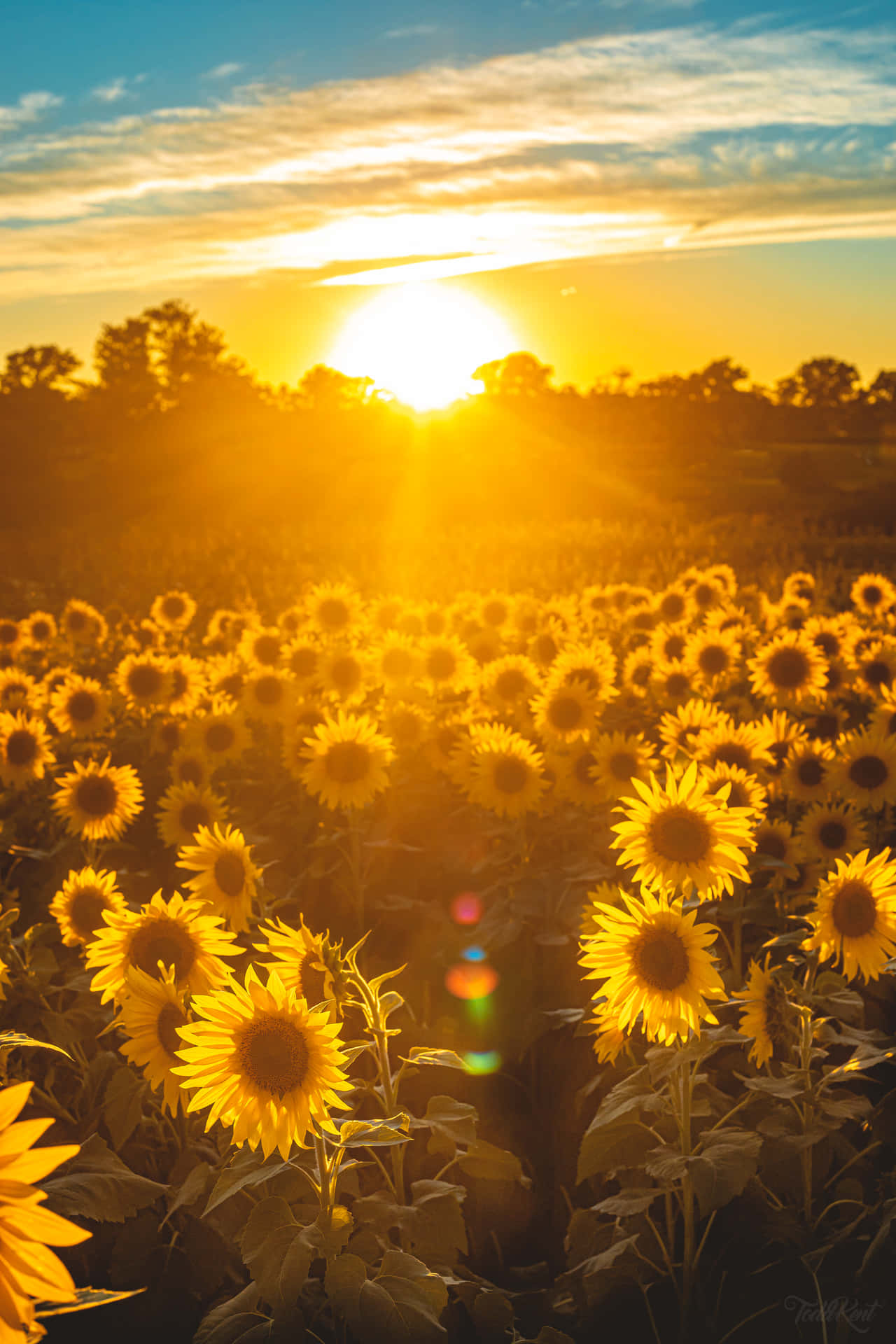 Feel The Refreshing Chime Of Beautiful Sunshine Wallpaper