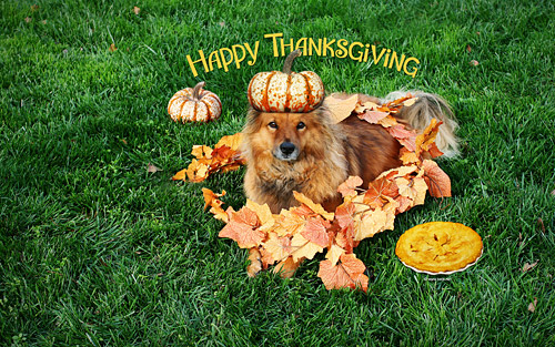Kate Thanksgiving Dog Wallpaper