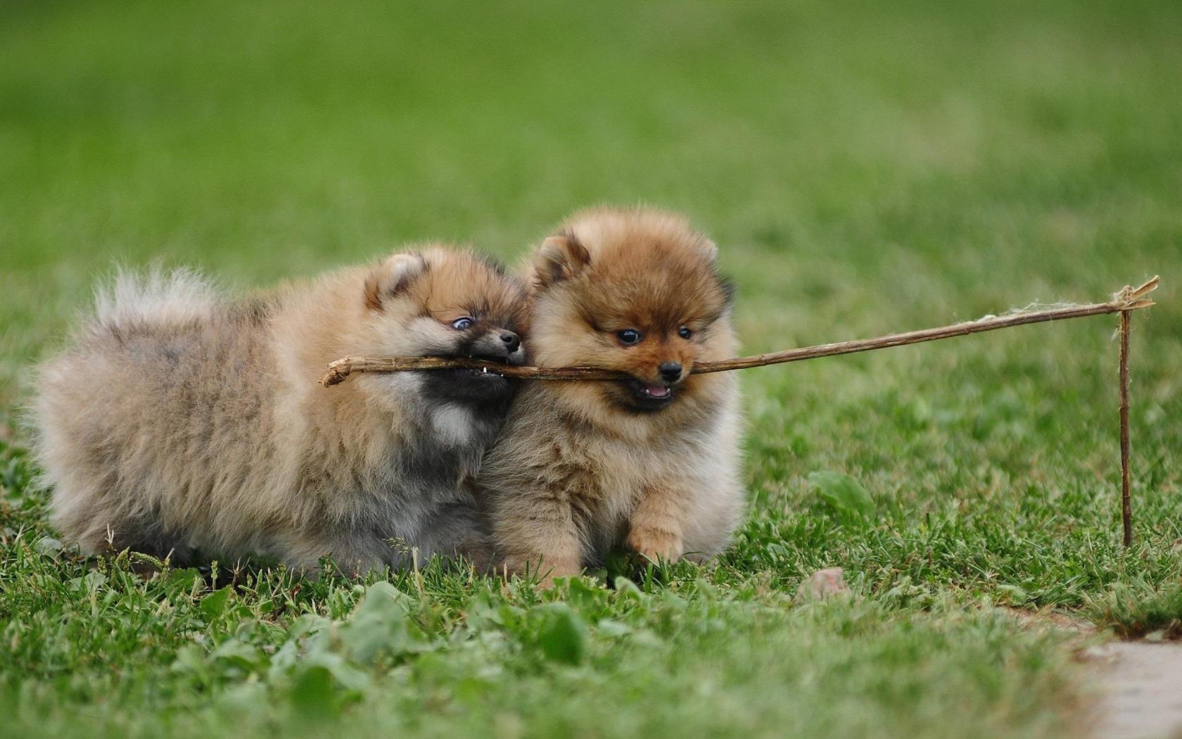 Pomeranian Dogs High Quality And Resolution Wallpaper