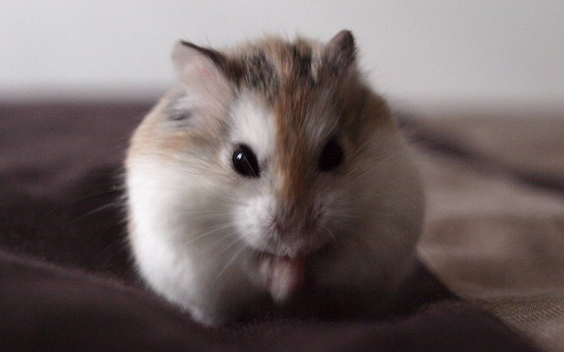 Cute Hamsters Wallpaper Android Application