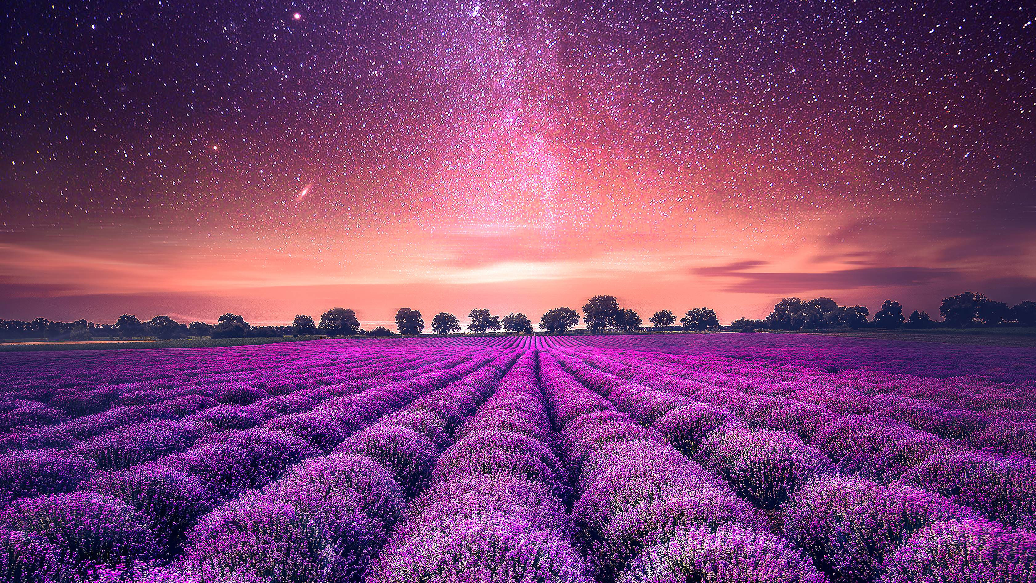 Lavender Field Wallpaper HD