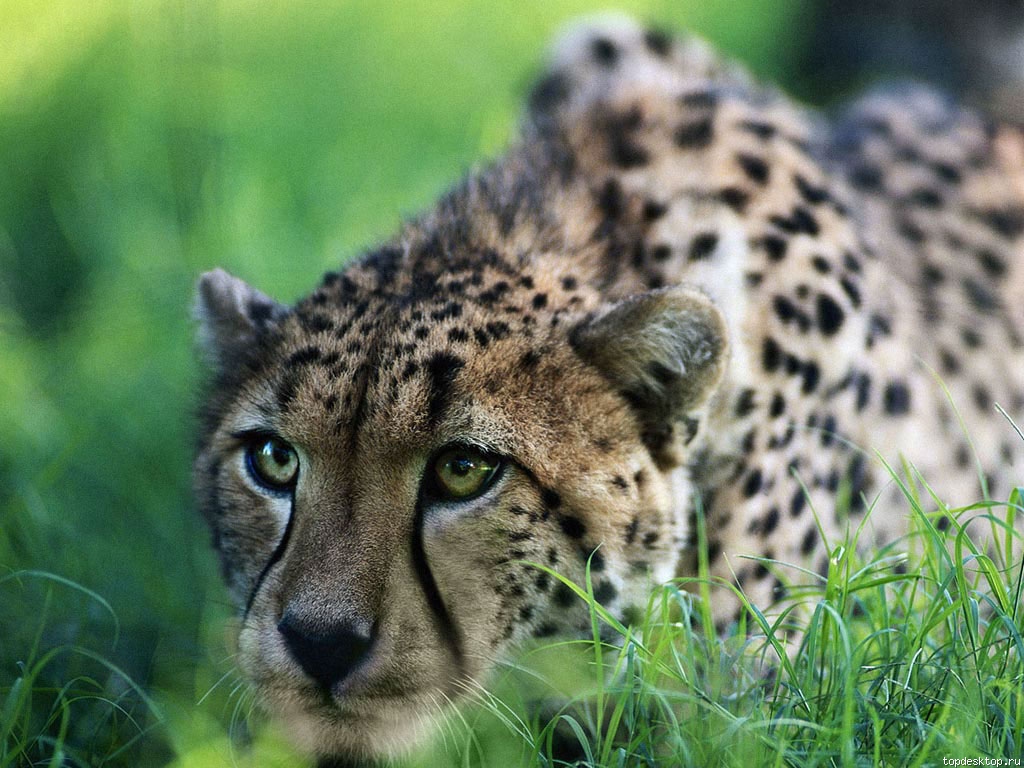 Wild Cats Animals Wallpaper Topdesktop Org