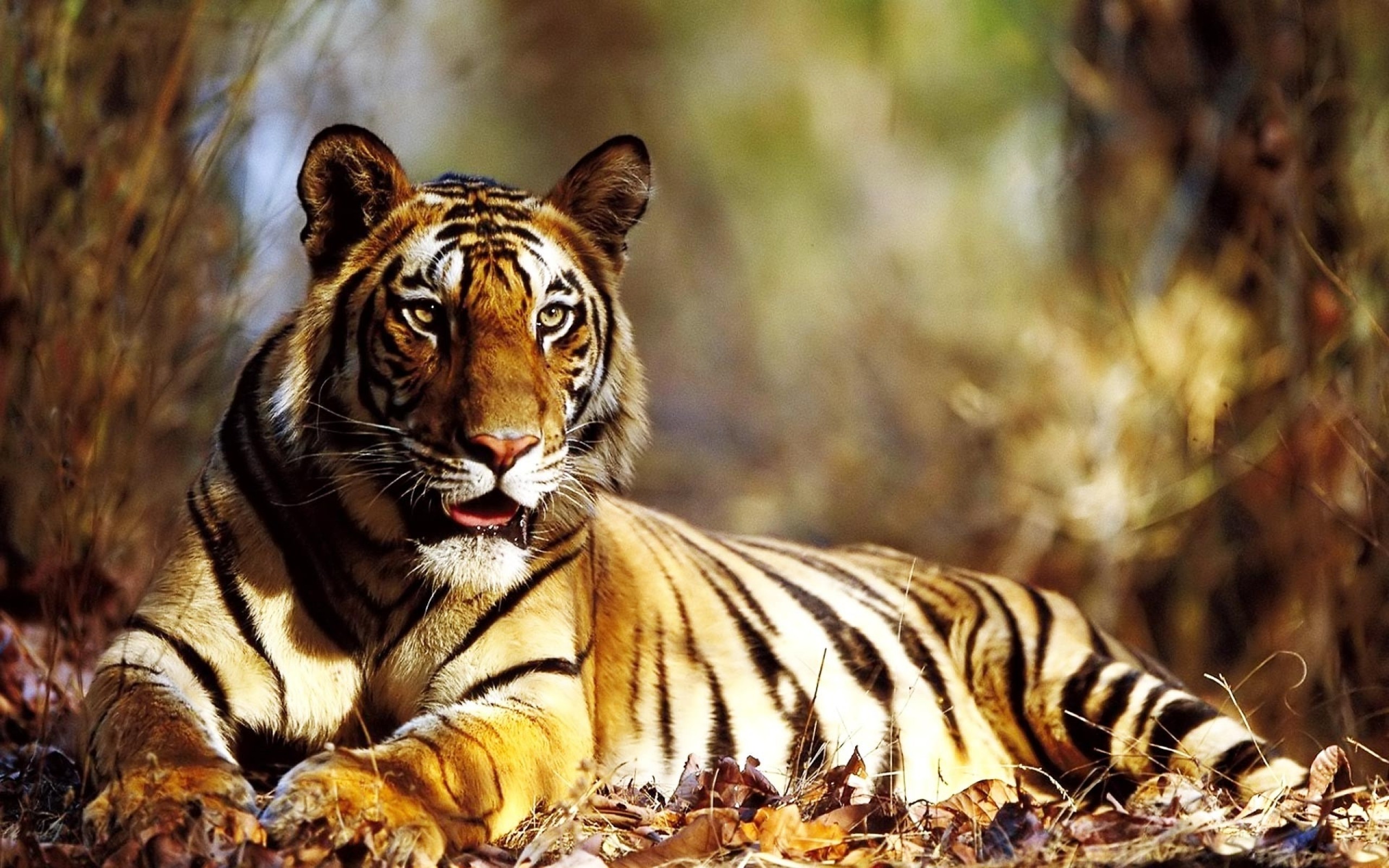 Majestic Bengal Tiger Resting in the Forest