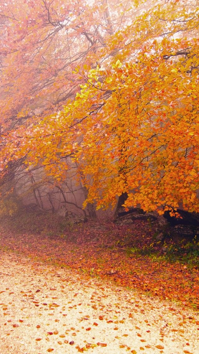 Foggy Autumn Morning iPhone 5s Wallpaper