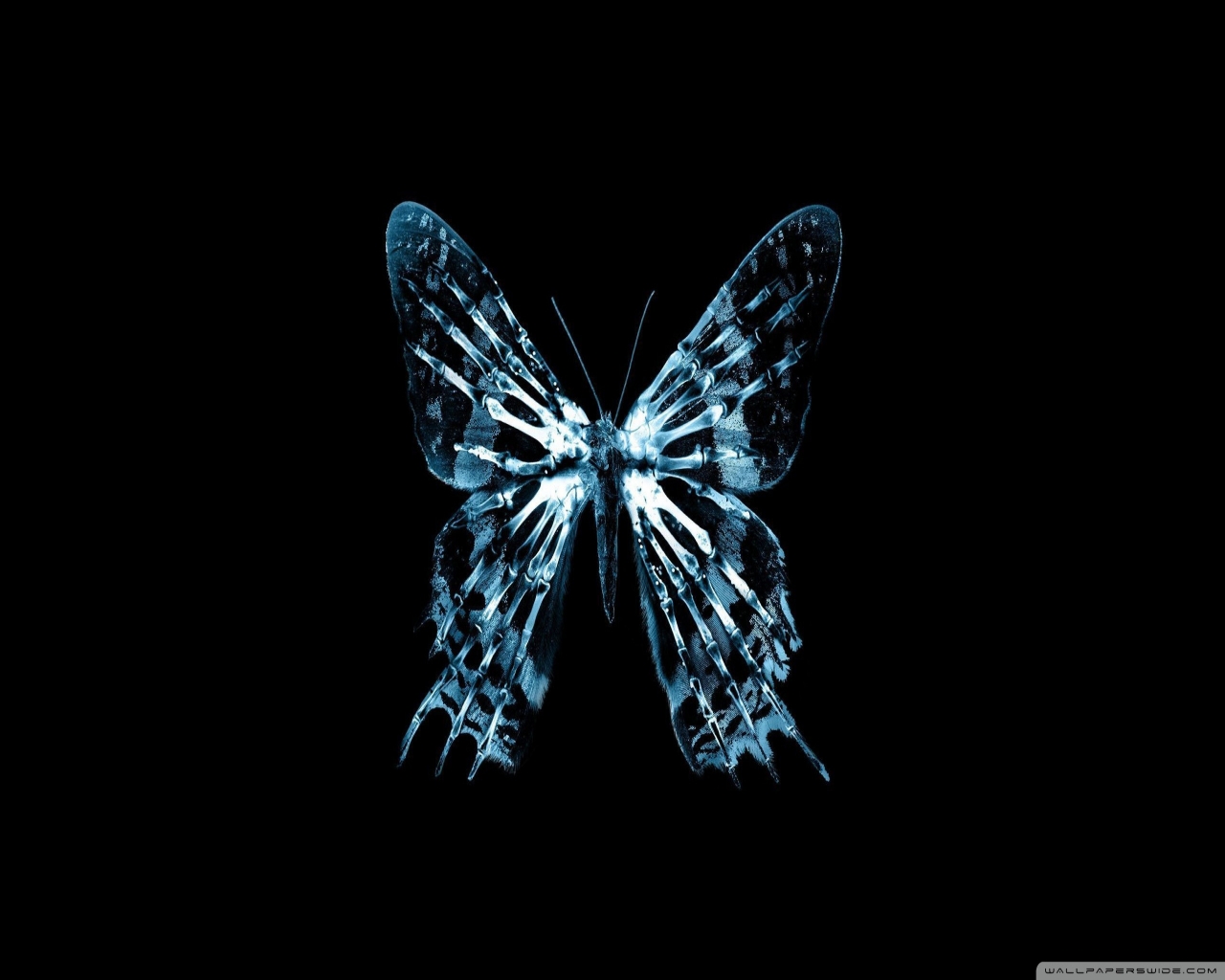 Butterfly Xray Wallpaper HD Car Pictures