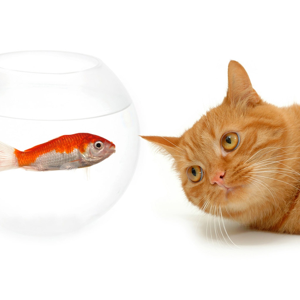 iPad Wallpaper Cat Fish Animal Mini