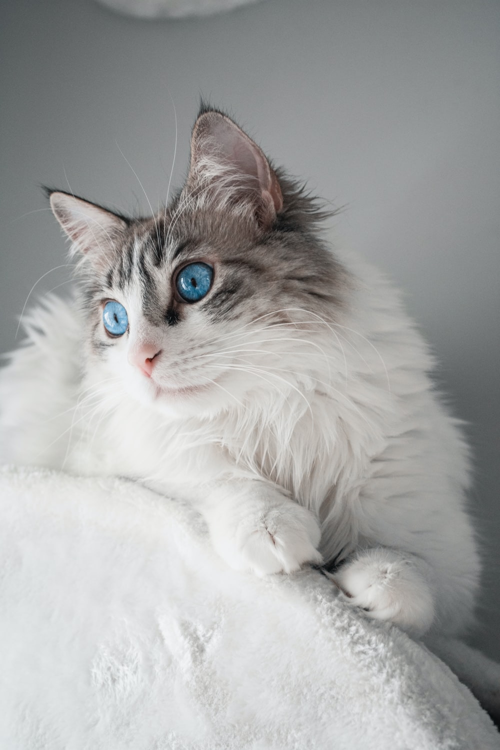 Ragdoll Cat Pictures Image