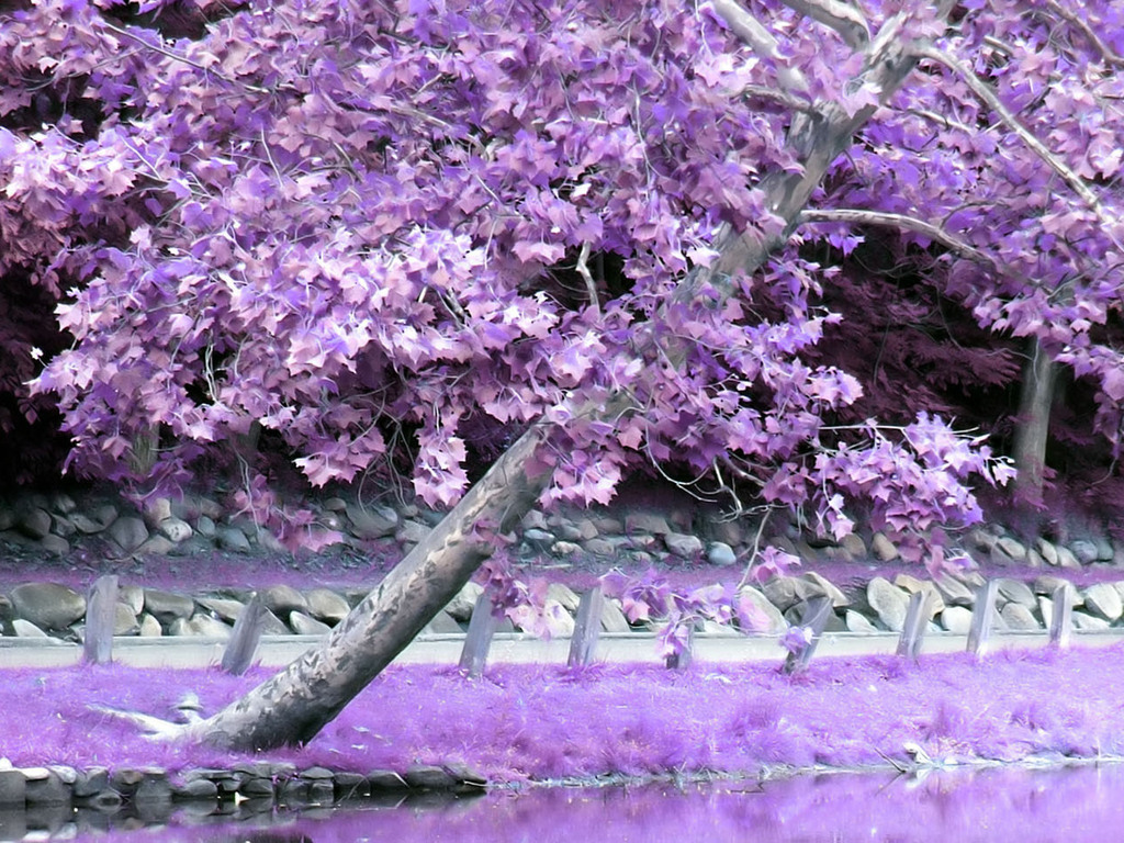 Purple Tree Daydreaming Wallpaper