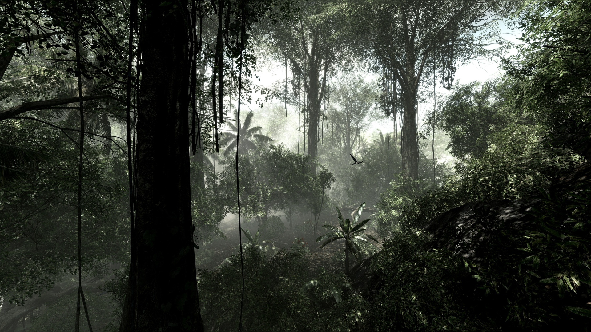 Rainforest Dark HD Desktop Wallpaper 4k
