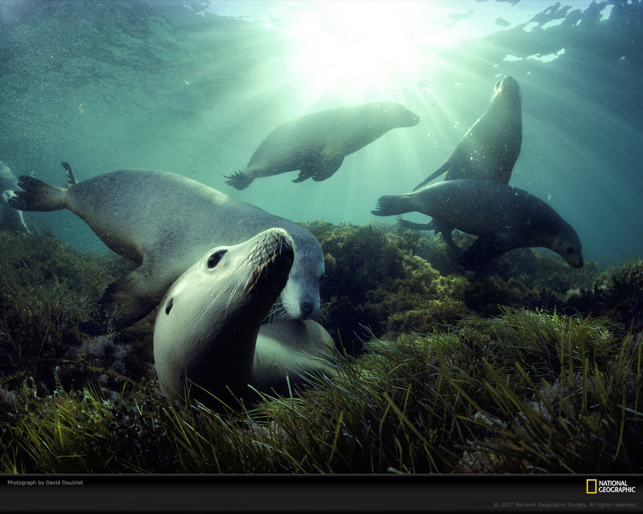 Sea Lions Australia Pixel Popular HD Wallpaper