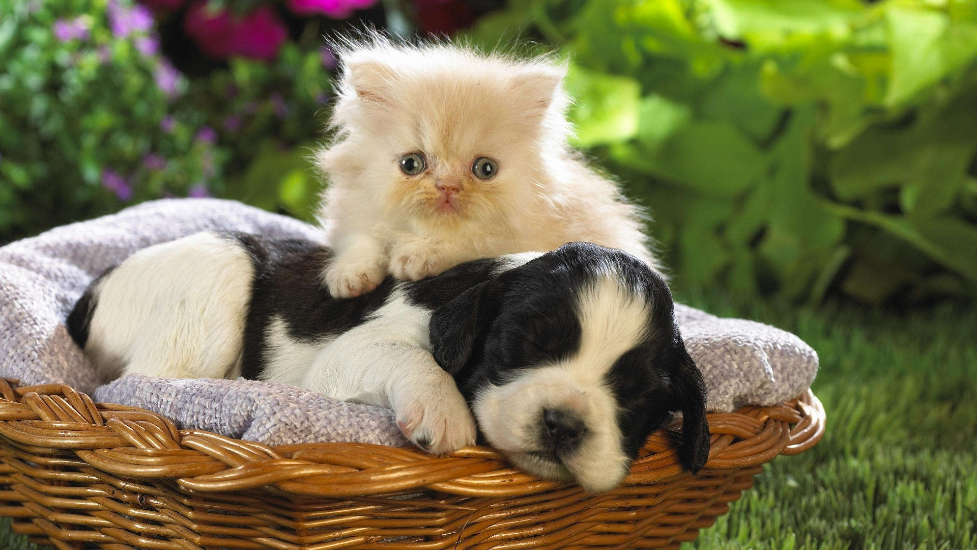 Kitten Puppy Cat Dog Animal Animals HDw Eweb4